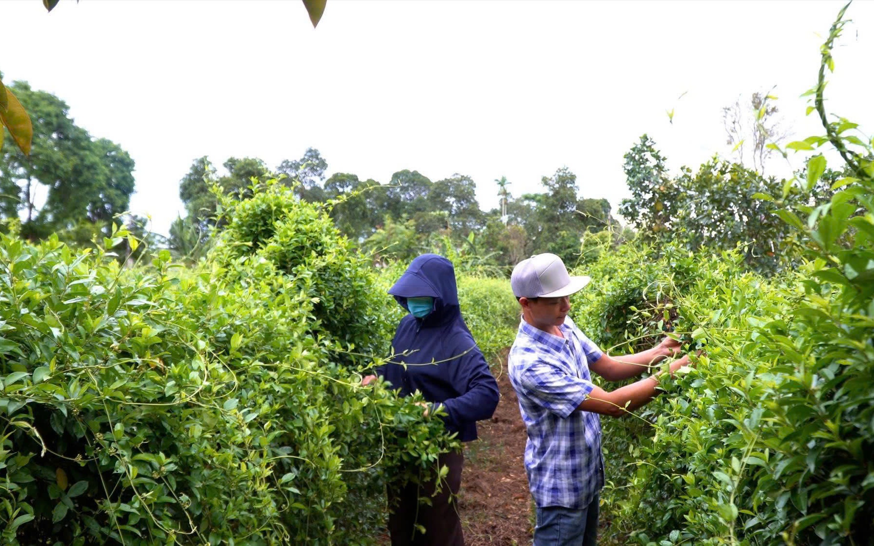 L&agrave;m gi&agrave;u từ canh t&aacute;c l&uacute;a chất lượng cao ở ĐBSCL - Ảnh 4.