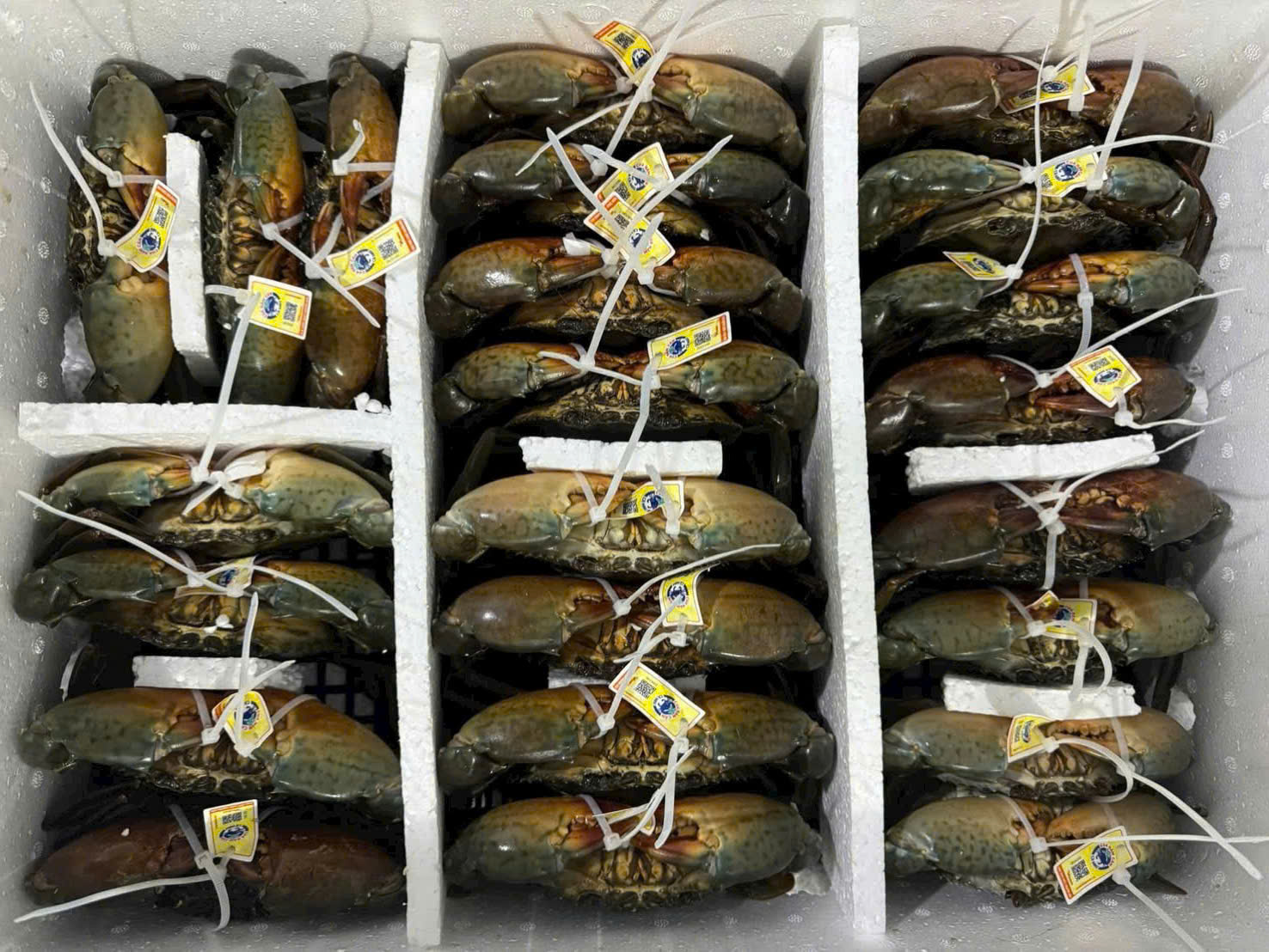 Xã nào của Cà Mau được quy hoạch nuôi cua xuất khẩu chính ngạch sang Trung Quốc? - Ảnh 1.