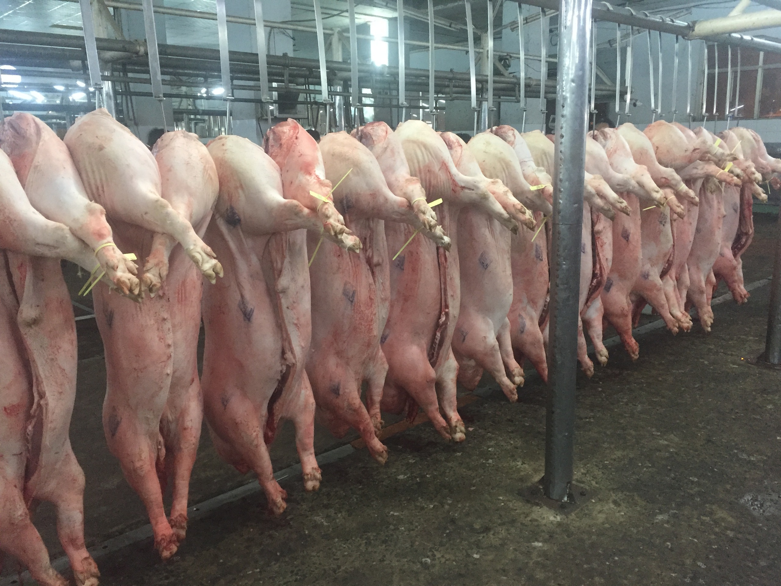 Giá heo hơi hôm nay 15 - 12: Thay đổi giá từ hộ nhỏ lẻ và công ty lớn - Ảnh 1. Giá heo hơi hôm nay 15 - 12: Thay đổi giá từ hộ nhỏ lẻ và công ty lớn - Ảnh 1.