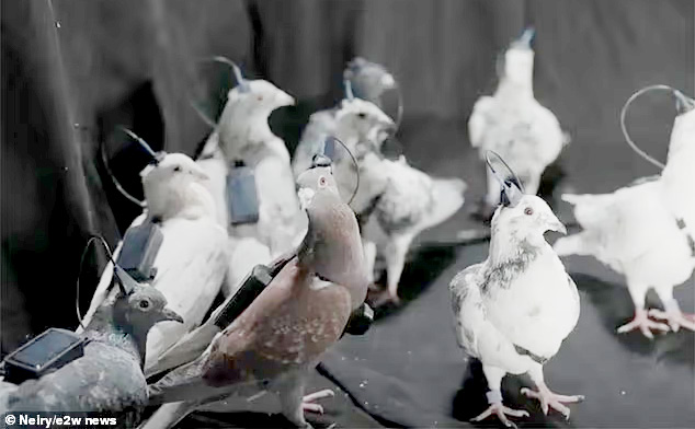 Nga biến chim bồ c&acirc;u th&agrave;nh bio-drone, bay xa h&agrave;ng trăm km - Ảnh 2.