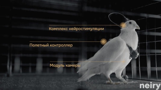 Nga biến chim bồ c&acirc;u th&agrave;nh bio-drone, bay xa h&agrave;ng trăm km - Ảnh 1.