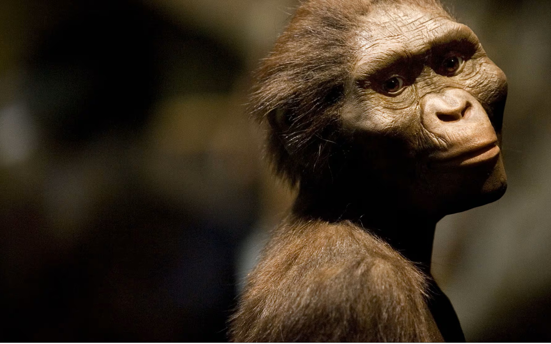 Hai lo&agrave;i người chưa từng biết đ&atilde; đến lục địa &Aacute; - &Acirc;u c&ugrave;ng tổ ti&ecirc;n ch&uacute;ng ta - Ảnh 2.