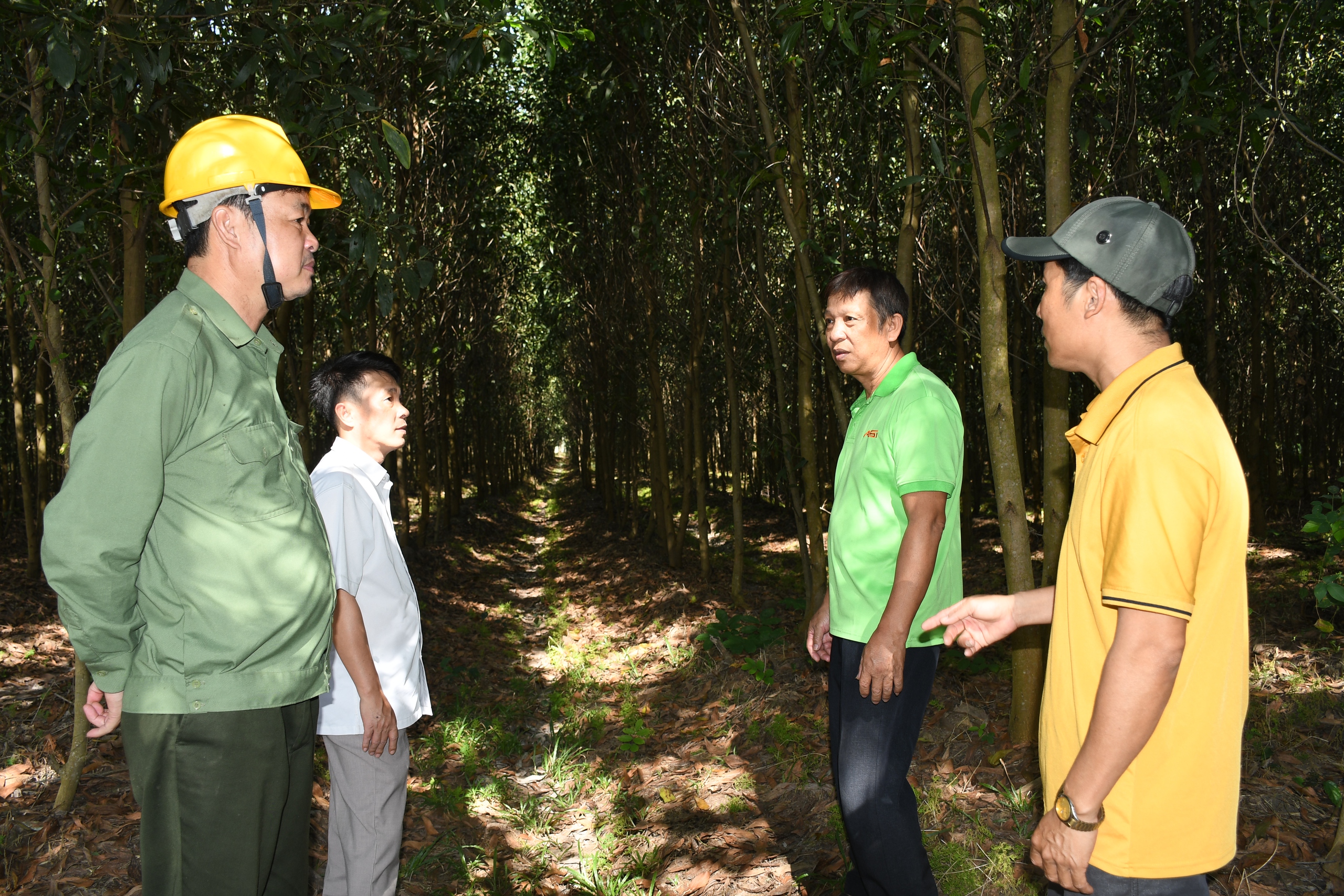 Điểm sáng mô hình trồng rừng chứng chỉ FSC ở Đồng Nai - Ảnh 3.