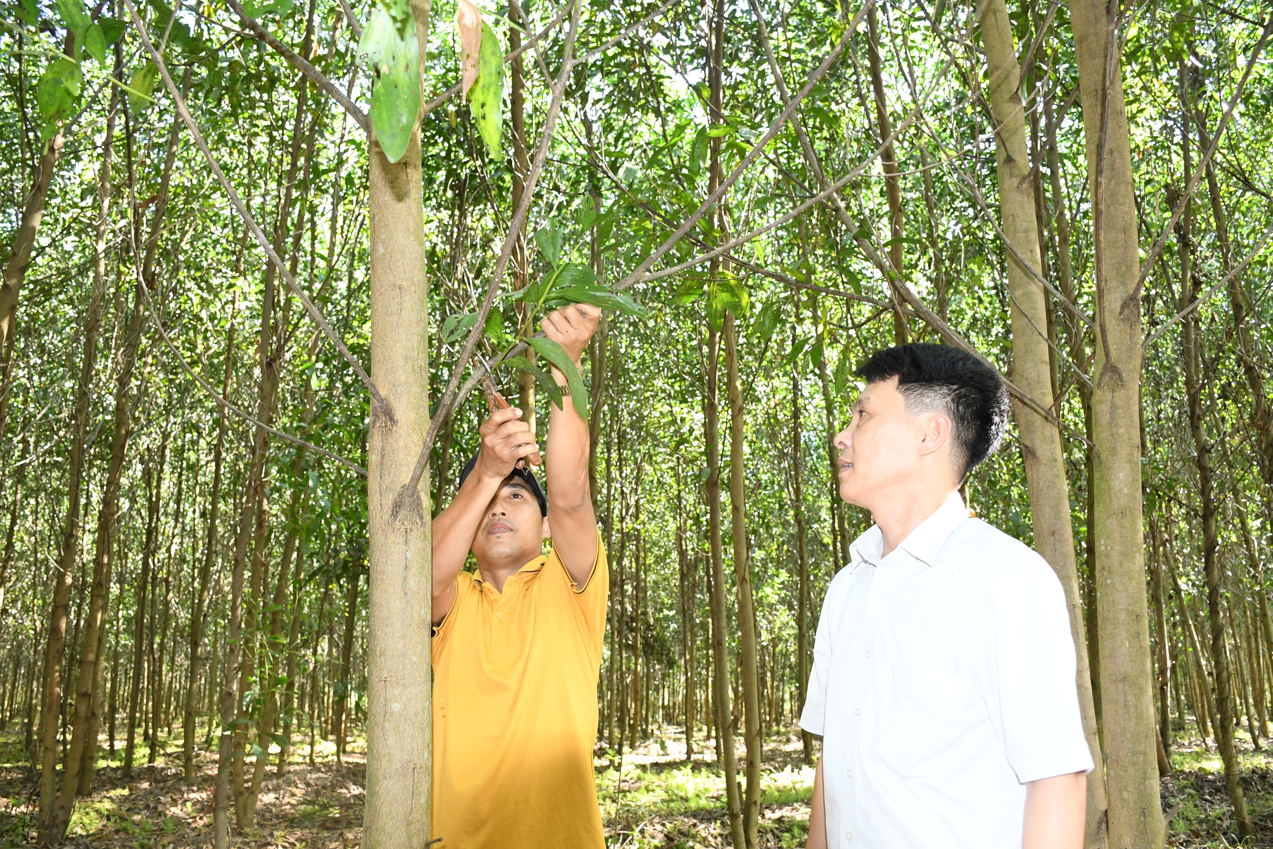 Điểm sáng mô hình trồng rừng chứng chỉ FSC ở Đồng Nai - Ảnh 1.