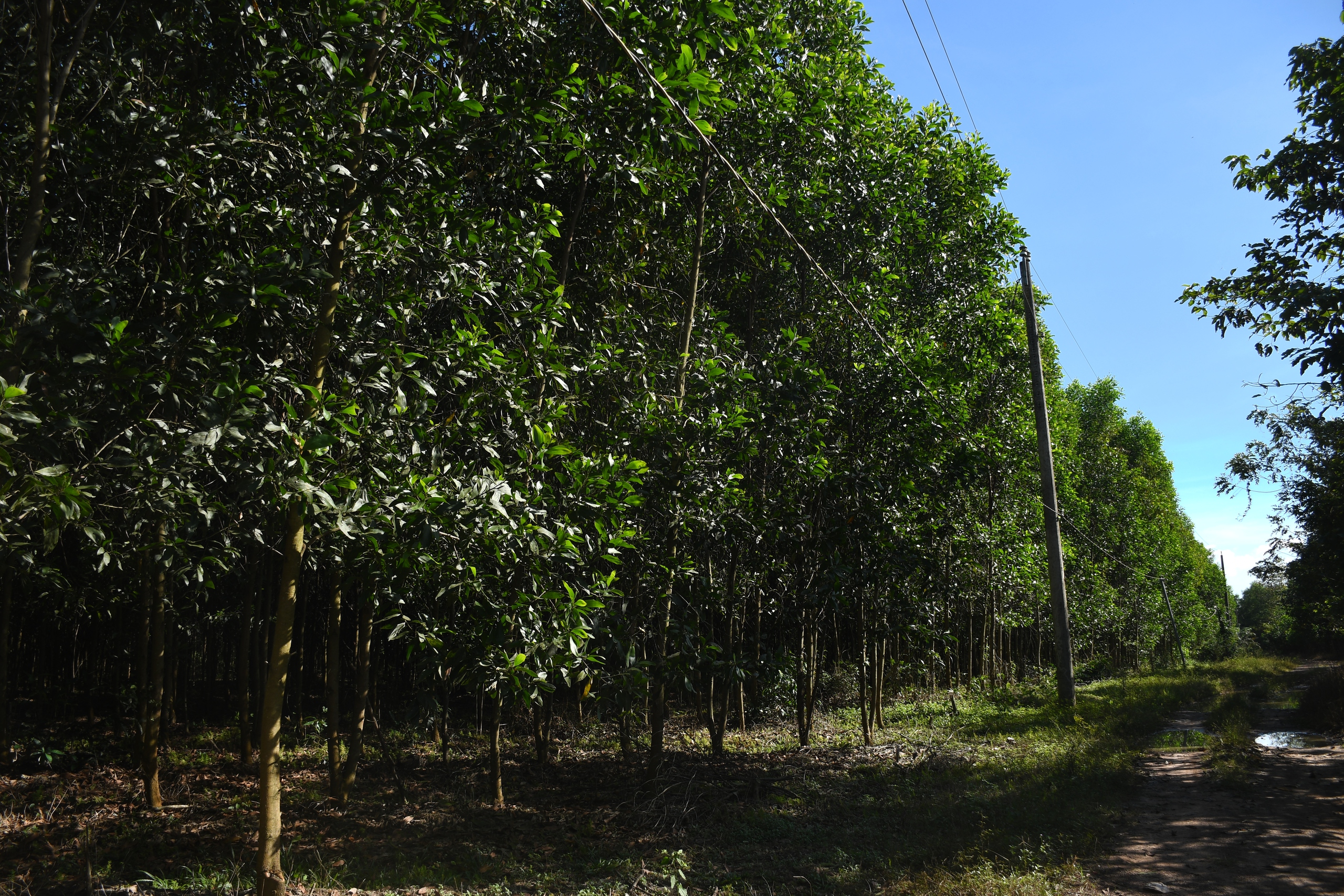 Điểm sáng mô hình trồng rừng chứng chỉ FSC ở Đồng Nai - Ảnh 2.