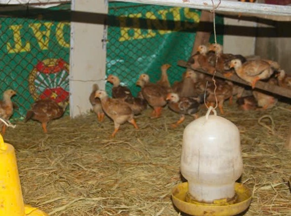 Tho&aacute;t ngh&egrave;o từ m&ocirc; h&igrave;nh nu&ocirc;i g&agrave; an to&agrave;n sinh học - Ảnh 4.