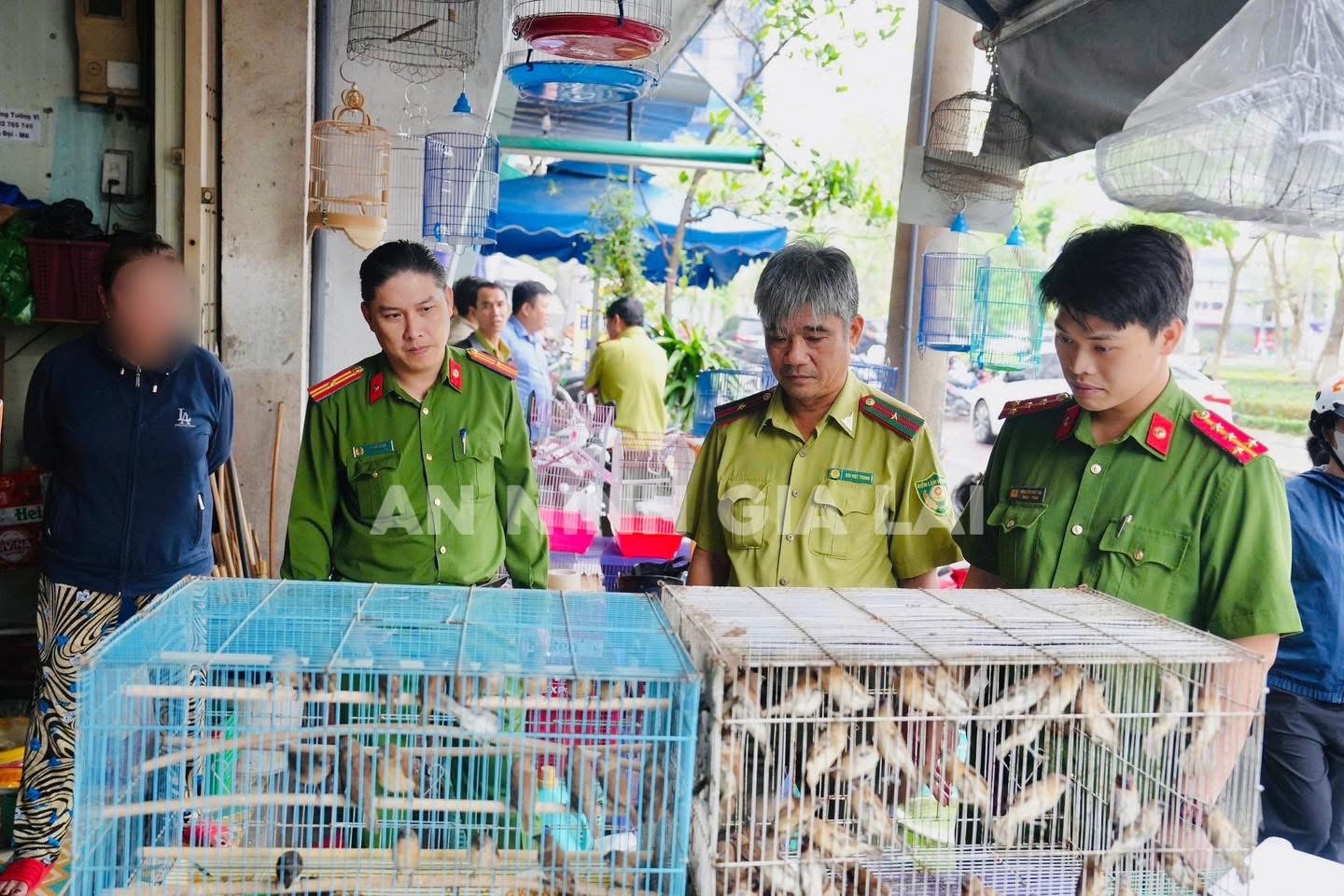 Gia Lai: Tạm giữ 150 cá thể chim ri bị người dân nuôi nhốt trái phép - Ảnh 1.