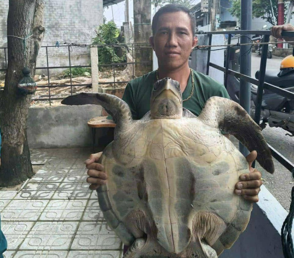 Tái thả đồi mồi dứa qúy hiếm tại Đà Nẵng: Bảo vệ rùa biển nguy cấp - Ảnh 1.
