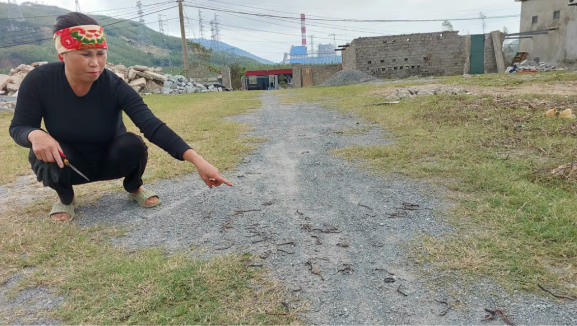 Hiện tượng giun chết bất thường ở Quảng Trị khiến dân tình xôn xao - Ảnh 2.