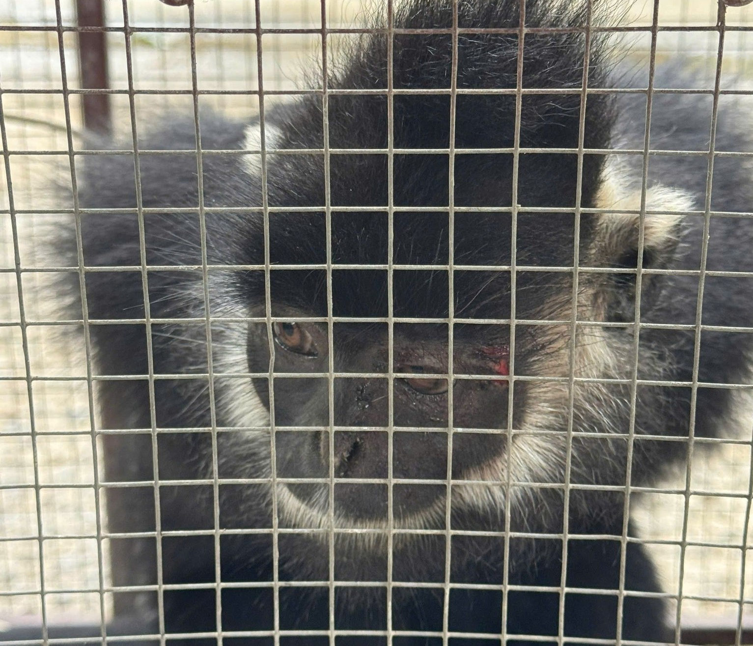 Đã bắt được voọc đen Hà Tĩnh tấn công người dân Quảng Trị an toàn - Ảnh 1.