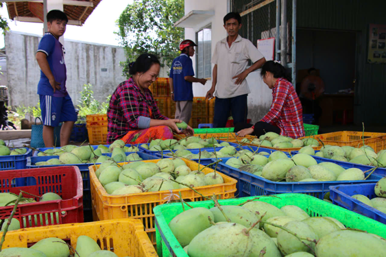 Xo&agrave;i c&aacute;t H&ograve;a Lộc tăng gi&aacute; mạnh - Ảnh 1.