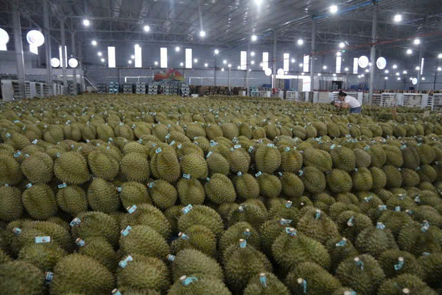 Livestream b&aacute;n sầu ri&ecirc;ng Đắk Lắk: Kết nối n&ocirc;ng d&acirc;n v&agrave; thị trường to&agrave;n cầu - Ảnh 2.