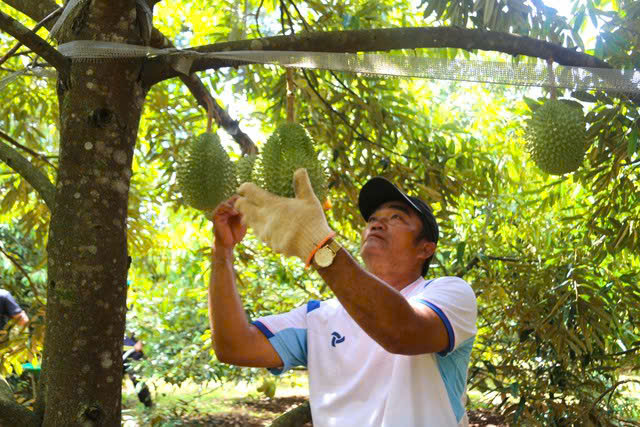 Livestream b&aacute;n sầu ri&ecirc;ng Đắk Lắk: Kết nối n&ocirc;ng d&acirc;n v&agrave; thị trường to&agrave;n cầu - Ảnh 4.