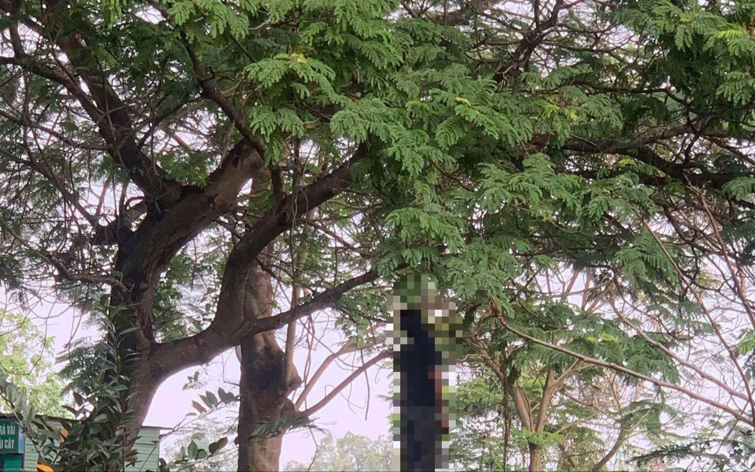 TPHCM phát hiện thi thể nam treo cổ trên cành cây ở Long Bình - Ảnh 1.