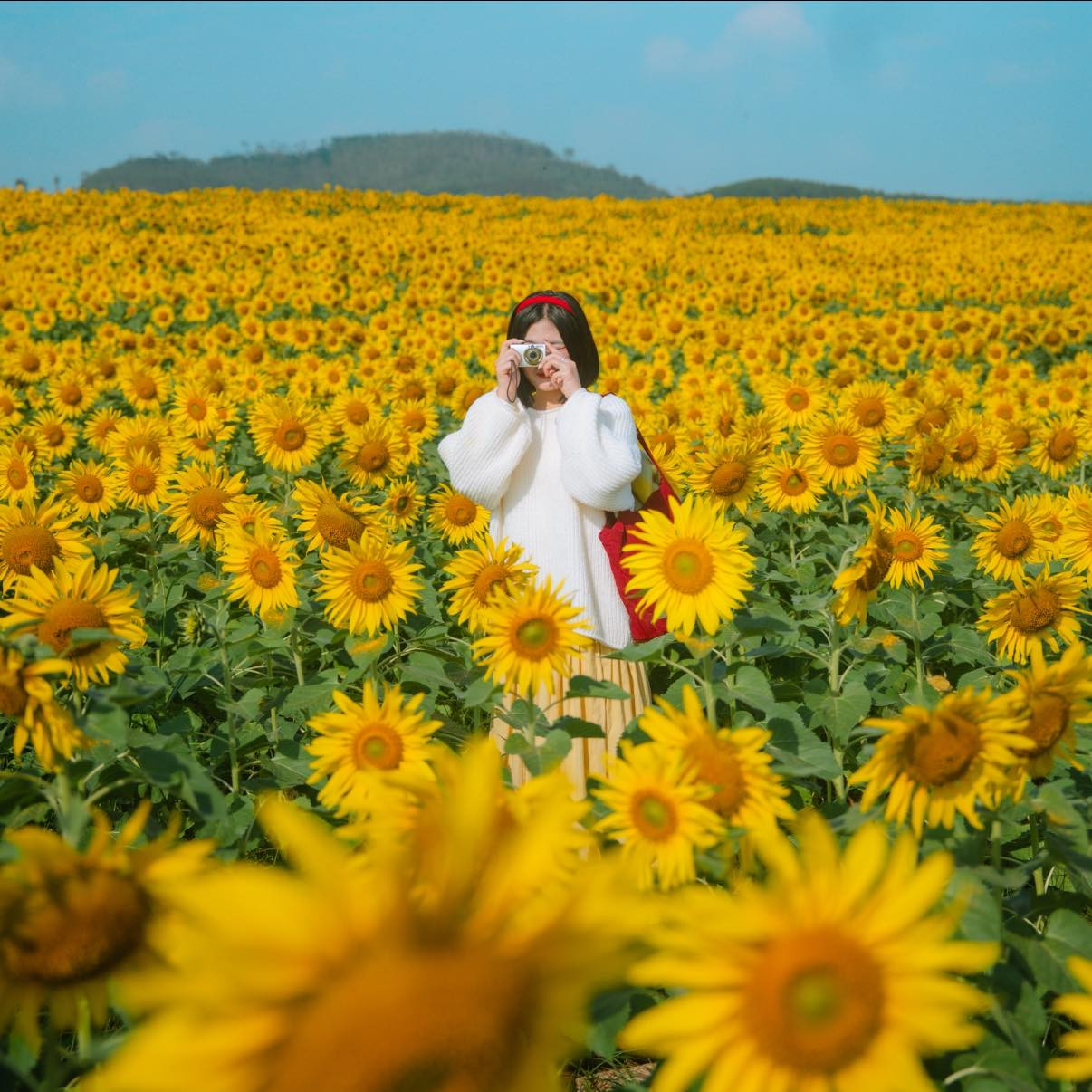 C&aacute;nh đồng hoa hướng dương ở Nghệ An c&aacute;ch H&agrave; Nội 250km , điểm check - in l&yacute; tưởng - Ảnh 3.