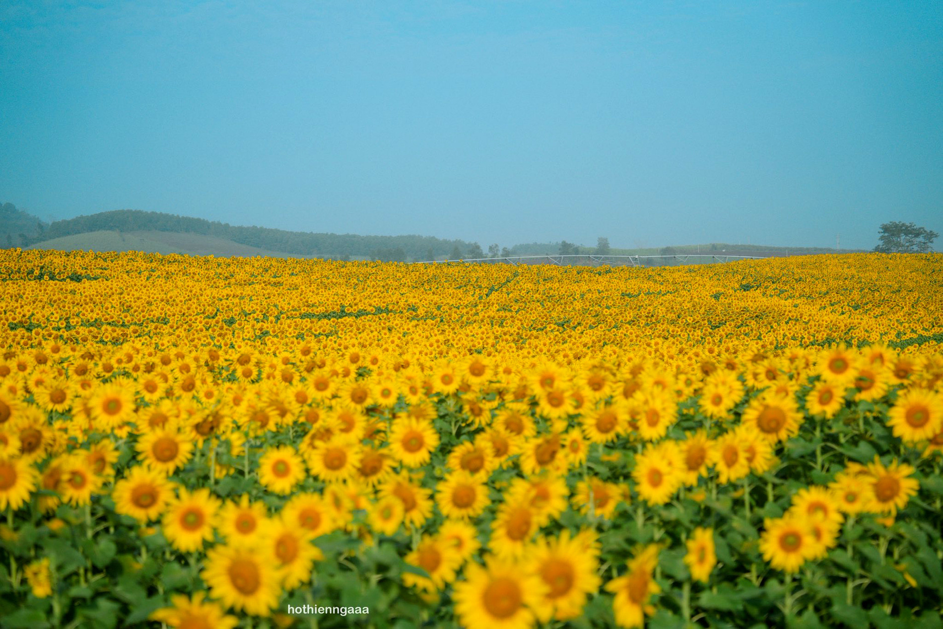 C&aacute;nh đồng hoa hướng dương ở Nghệ An c&aacute;ch H&agrave; Nội 250km , điểm check - in l&yacute; tưởng - Ảnh 7.