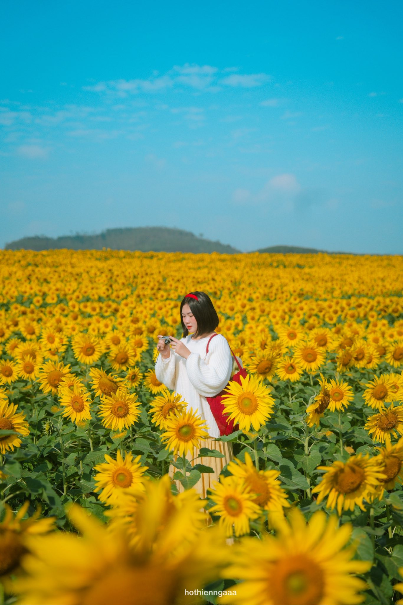 C&aacute;nh đồng hoa hướng dương ở Nghệ An c&aacute;ch H&agrave; Nội 250km , điểm check - in l&yacute; tưởng - Ảnh 4.