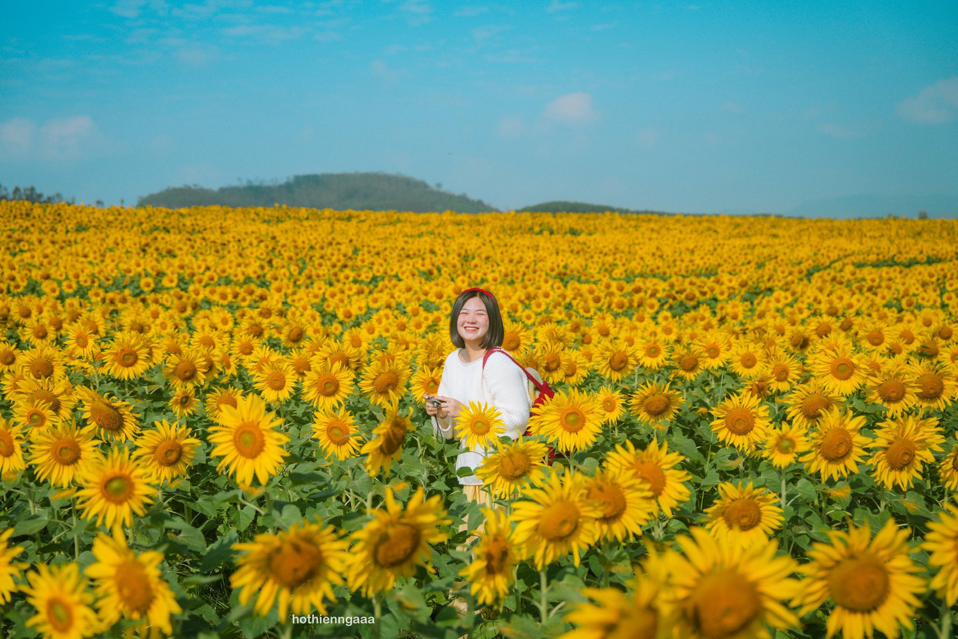 C&aacute;nh đồng hoa hướng dương ở Nghệ An c&aacute;ch H&agrave; Nội 250km , điểm check - in l&yacute; tưởng - Ảnh 2.