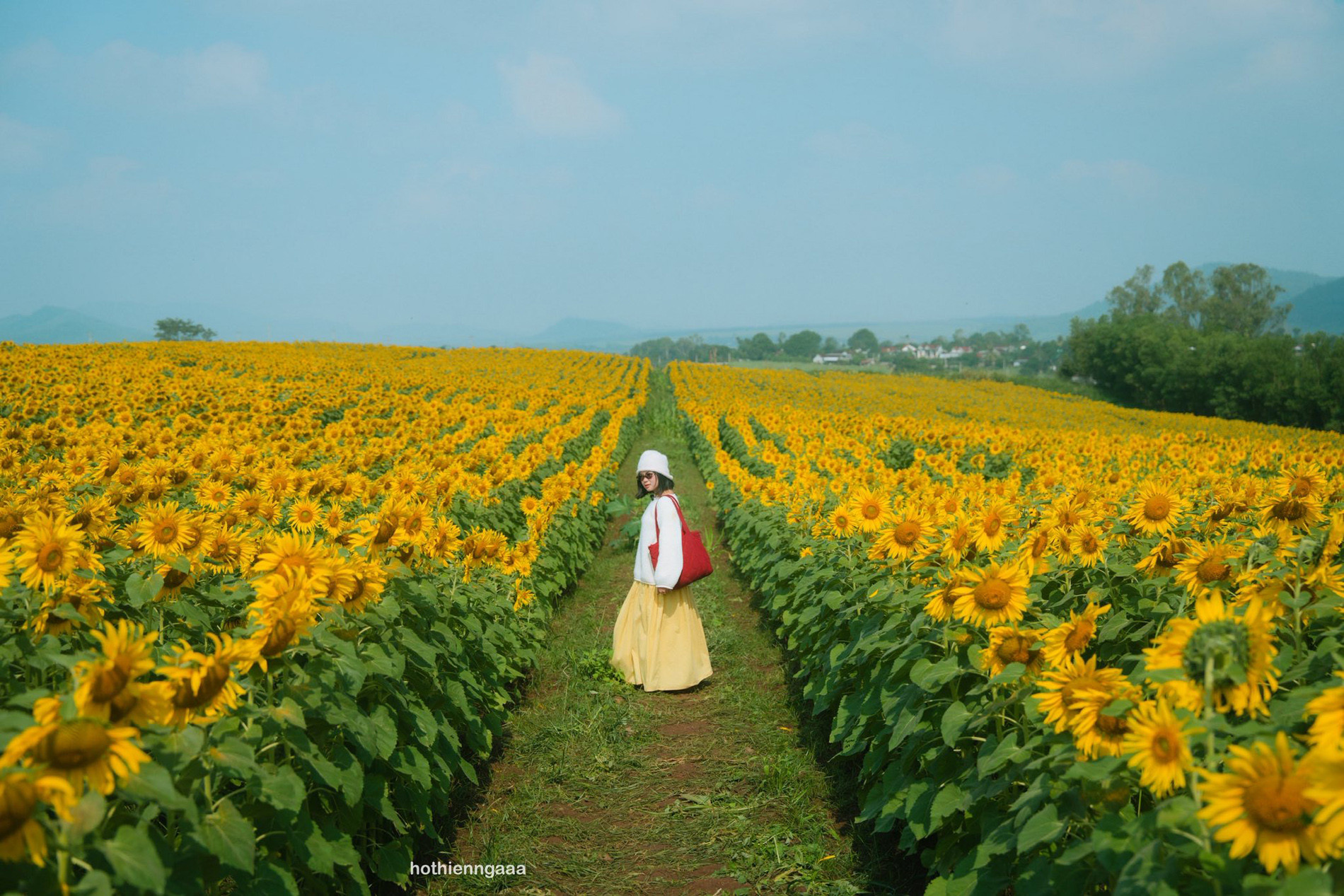C&aacute;nh đồng hoa hướng dương ở Nghệ An c&aacute;ch H&agrave; Nội 250km , điểm check - in l&yacute; tưởng - Ảnh 6.
