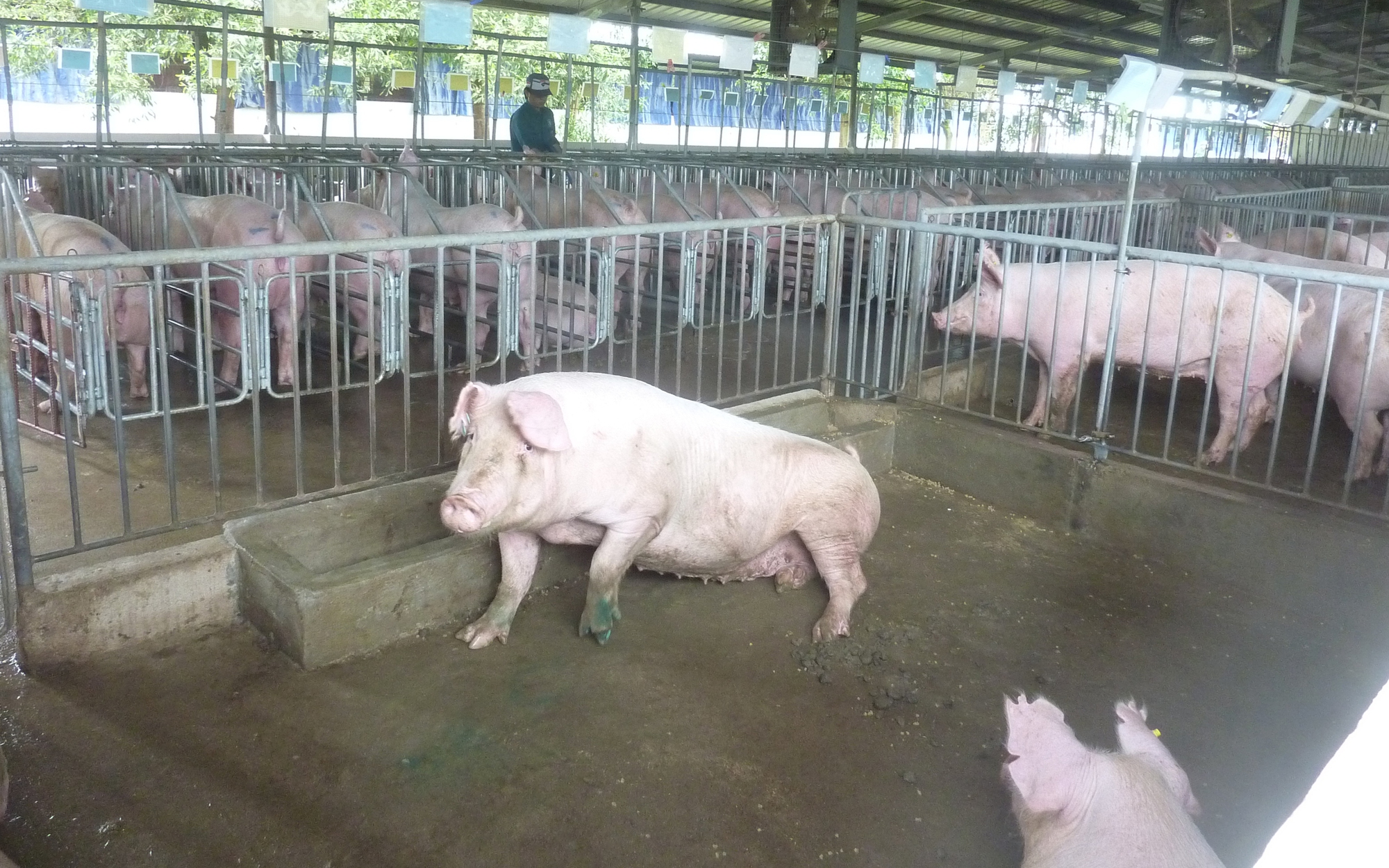 Giá heo hơi hôm nay, 24-12: Vượt mốc 70.000 đồng/kg - Ảnh 2.