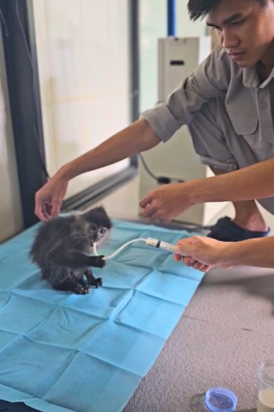 10 năm Vinpearl Safari Phú Quốc: Dấu ấn tiên phong của safari bán hoang dã đầu tiên tại Việt Nam - Ảnh 5.