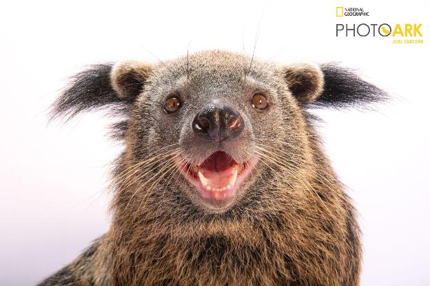 10 năm Vinpearl Safari Phú Quốc: Dấu ấn tiên phong của safari bán hoang dã đầu tiên tại Việt Nam - Ảnh 11.