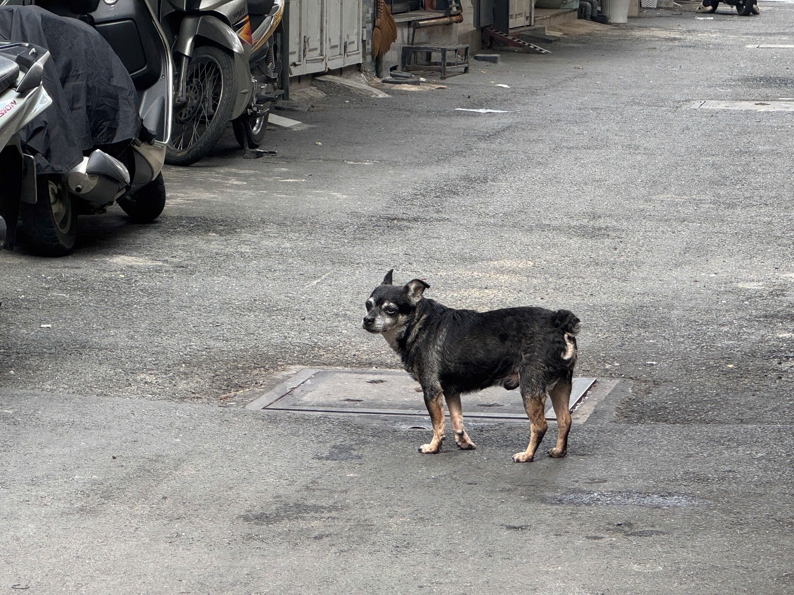 Cấp "căn cước" định danh để giám sát vật nuôi? - Ảnh 1.