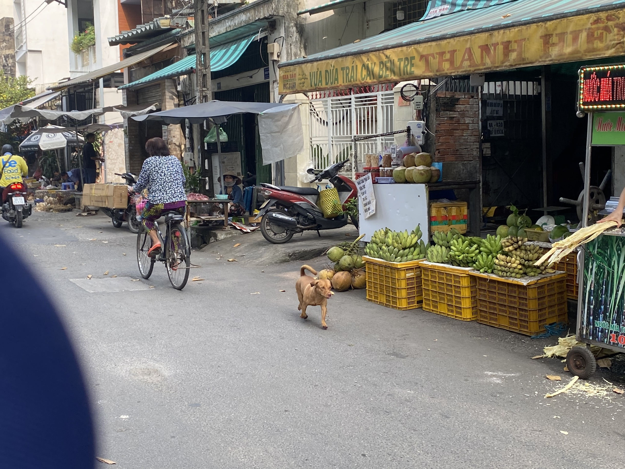 Ch&oacute; thả r&ocirc;ng vẫn ung dung tr&ecirc;n nhiều tuyến đường sau khi &aacute;p dụng Nghị định 282/2025/NĐ-CP - Ảnh 2.