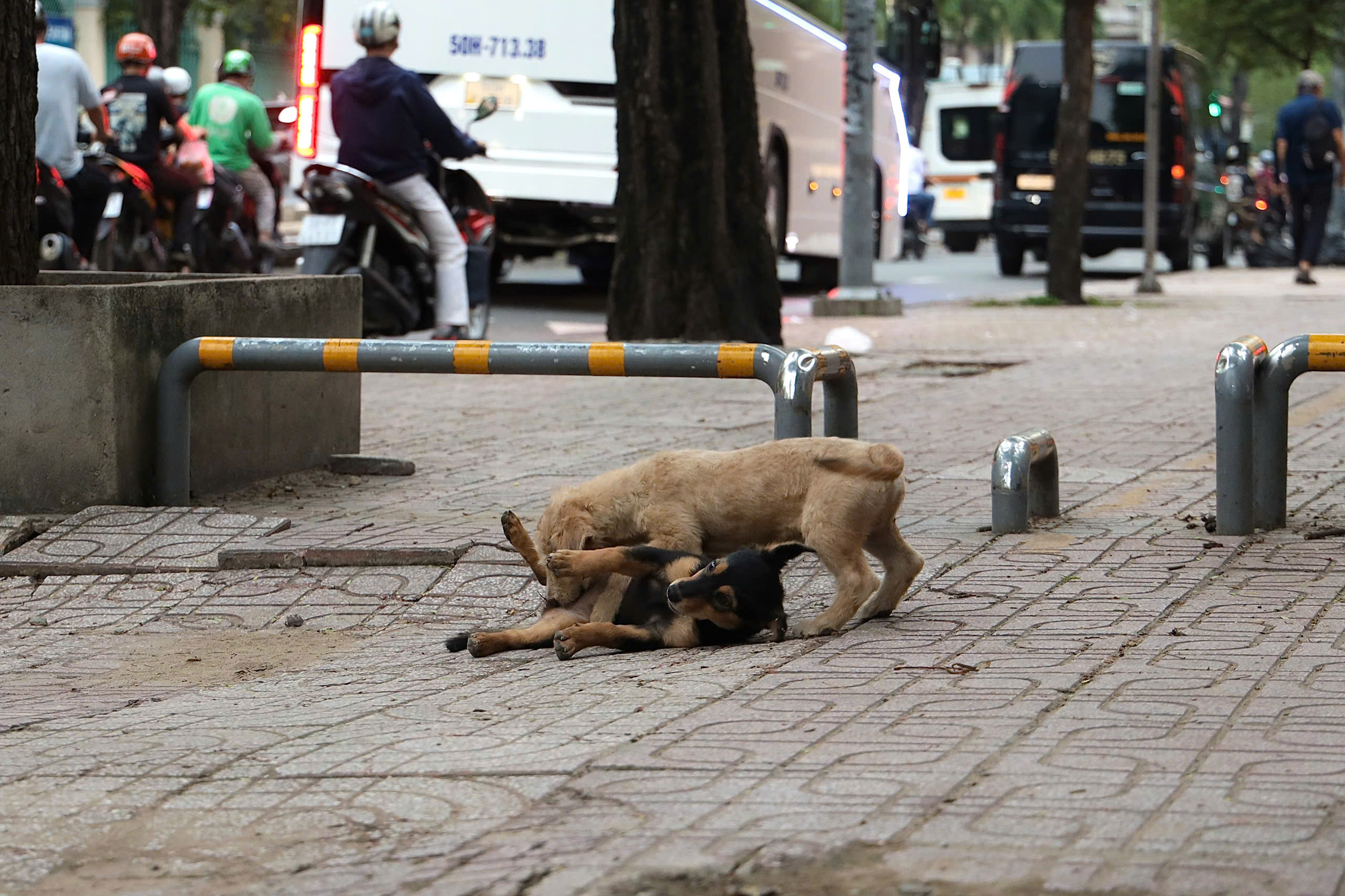 Chó thả rông vẫn ung dung trên nhiều tuyến đường sau khi áp dụng Nghị định 282/2025/NĐ-CP - Ảnh 13.