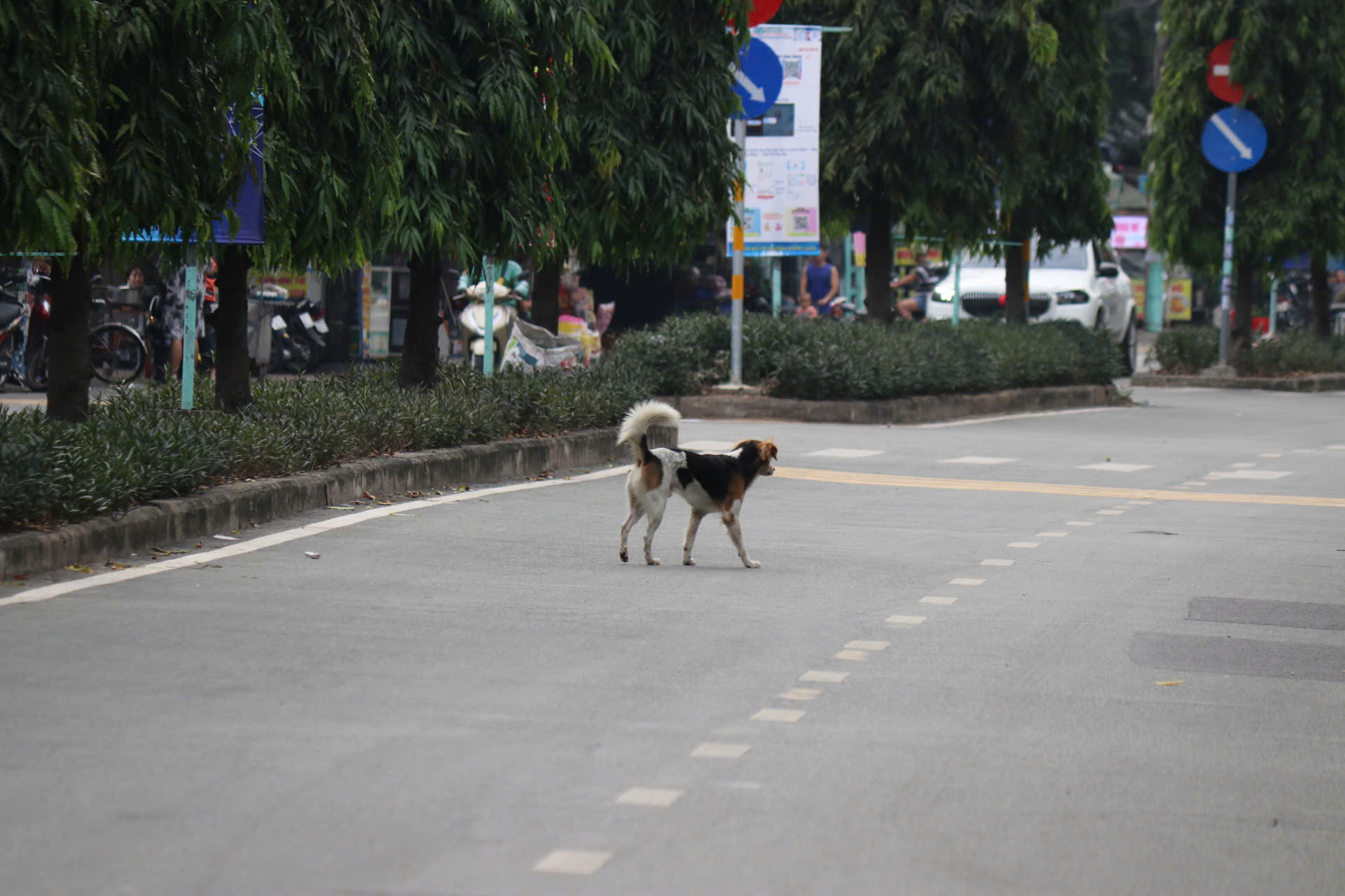 Ch&oacute; thả r&ocirc;ng vẫn ung dung tr&ecirc;n nhiều tuyến đường sau khi &aacute;p dụng Nghị định 282/2025/NĐ-CP - Ảnh 6.