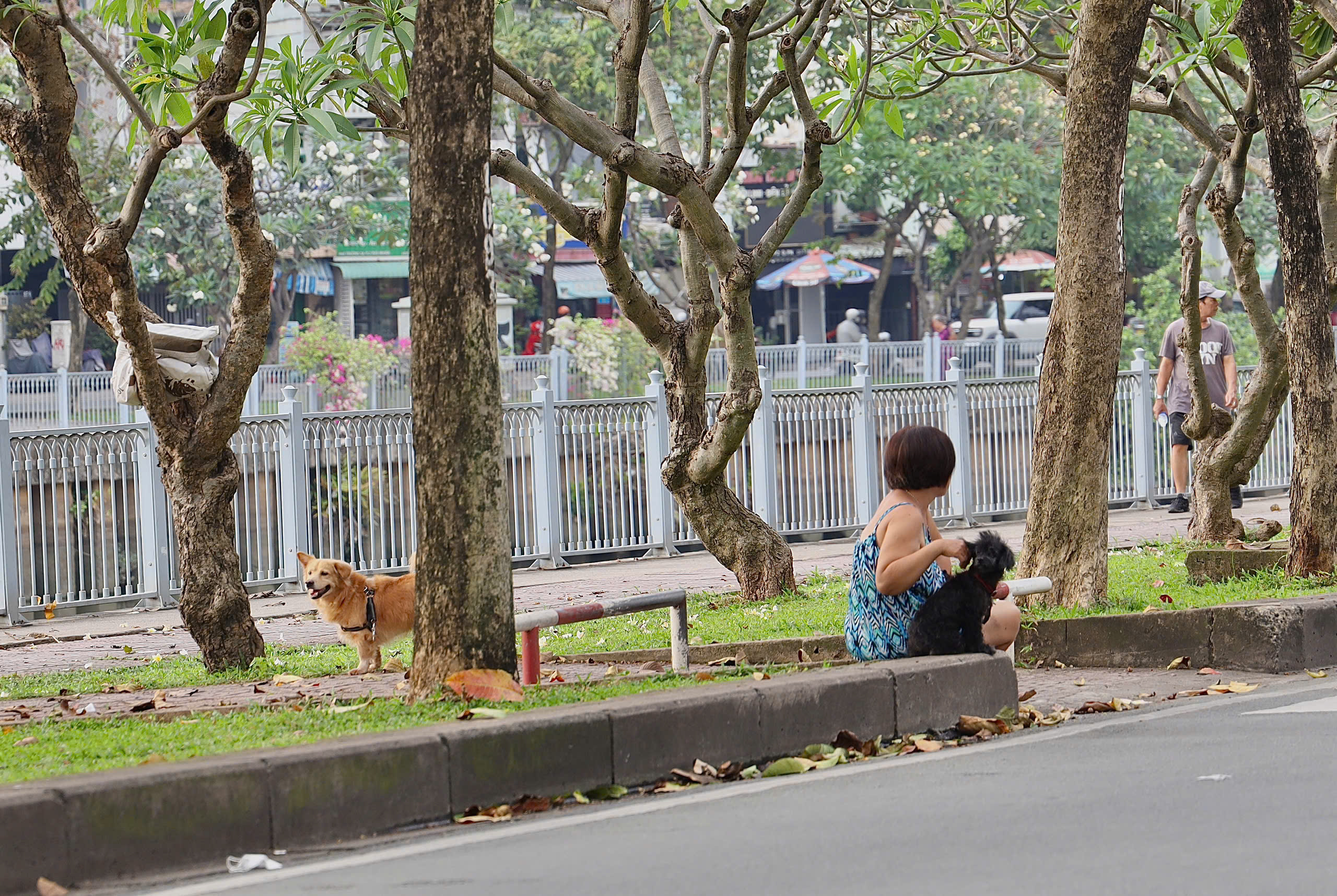 Chó thả rông vẫn ung dung trên nhiều tuyến đường sau khi áp dụng Nghị định 282/2025/NĐ-CP - Ảnh 12.