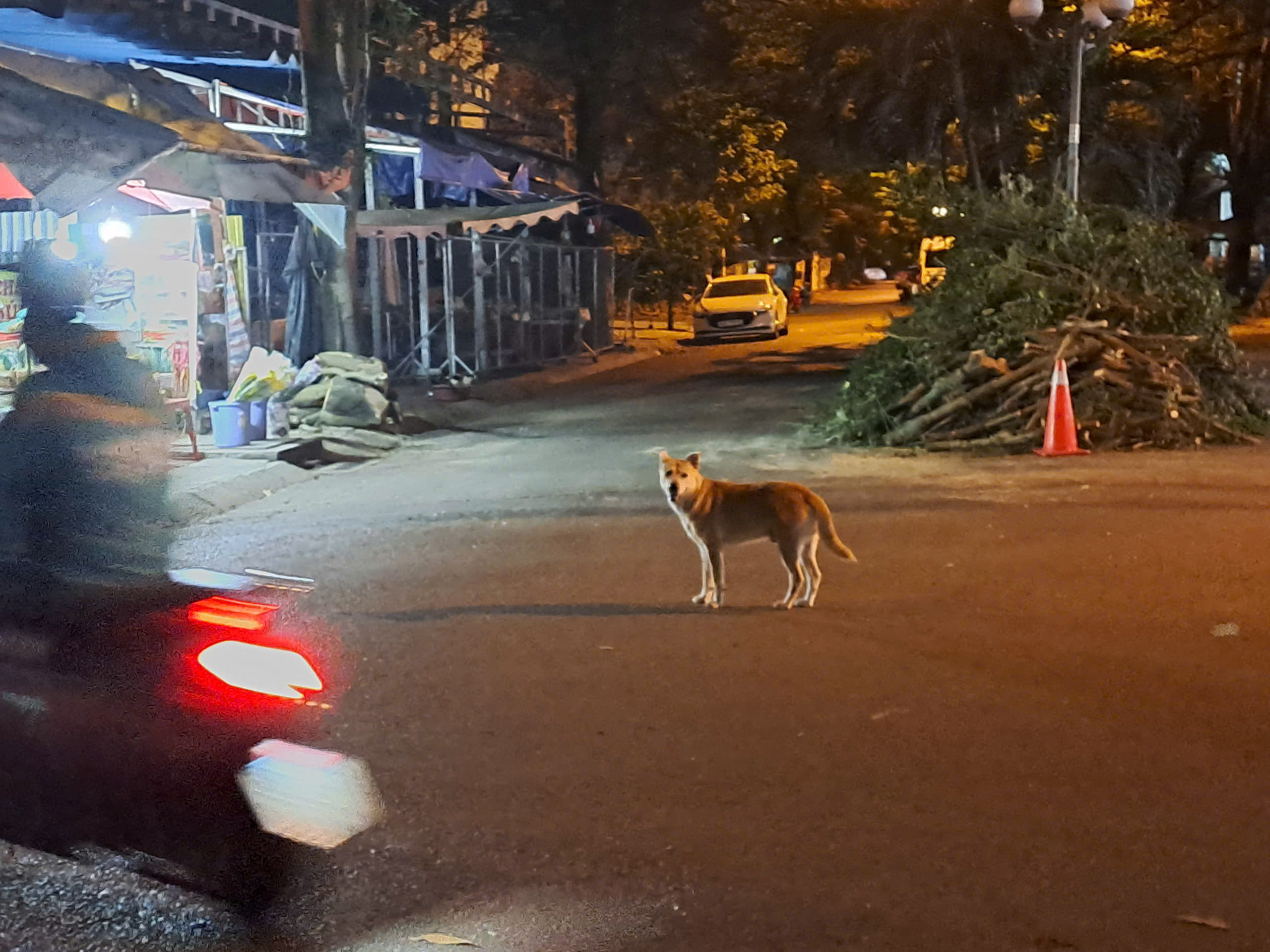 Ch&oacute; thả r&ocirc;ng vẫn ung dung tr&ecirc;n nhiều tuyến đường sau khi &aacute;p dụng Nghị định 282/2025/NĐ-CP - Ảnh 3.