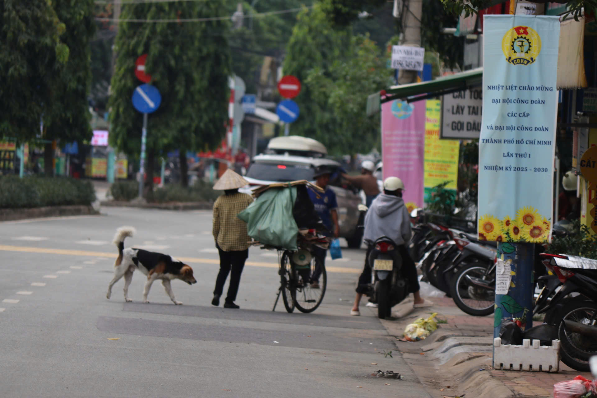 Ch&oacute; thả r&ocirc;ng vẫn ung dung tr&ecirc;n nhiều tuyến đường sau khi &aacute;p dụng Nghị định 282/2025/NĐ-CP - Ảnh 7.