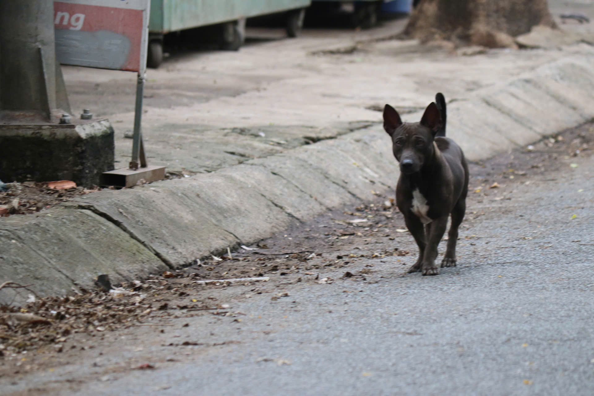 Chó thả rông vẫn ung dung trên nhiều tuyến đường sau khi áp dụng Nghị định 282/2025/NĐ-CP - Ảnh 5.