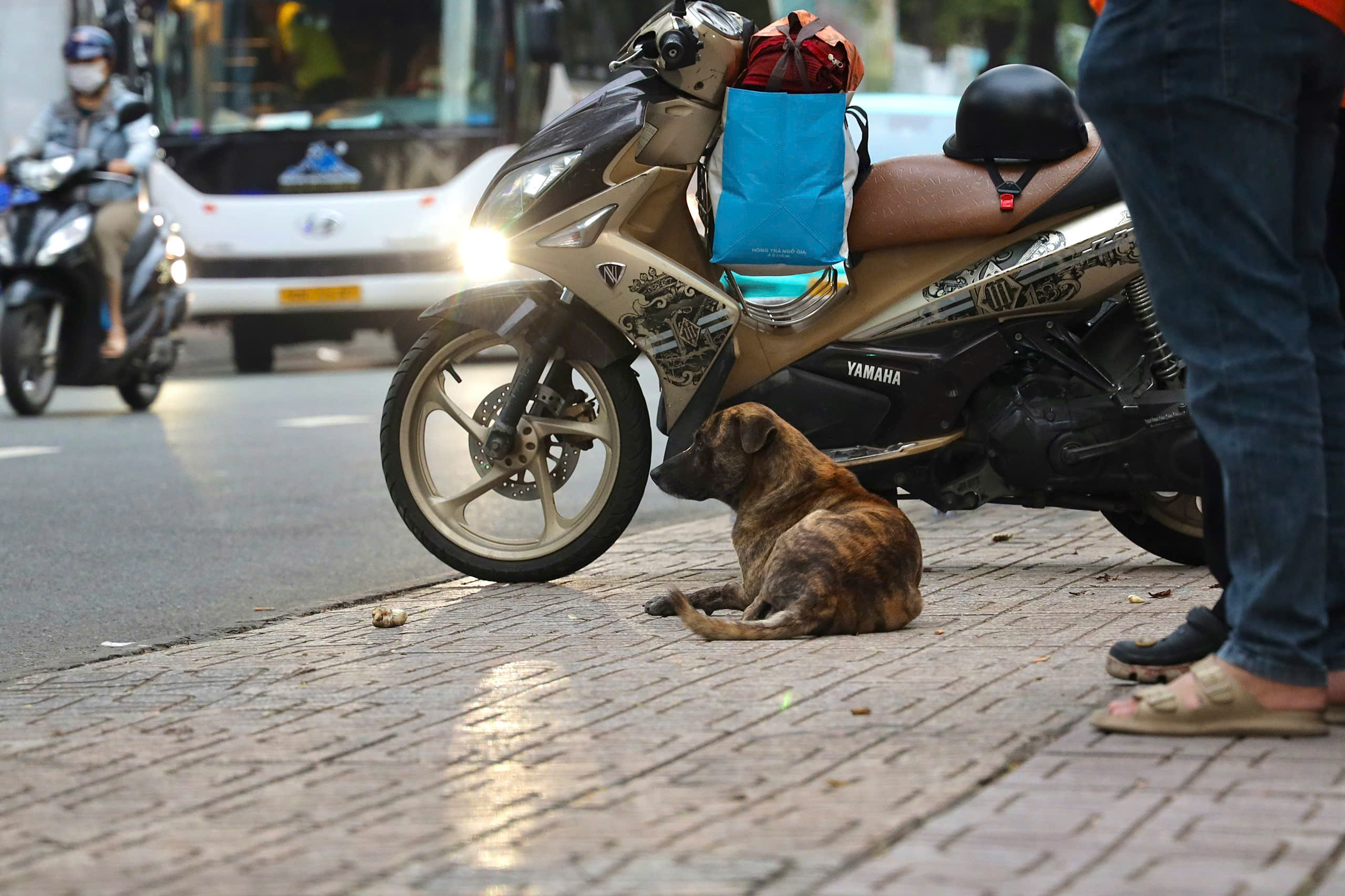 Chó thả rông vẫn ung dung trên nhiều tuyến đường sau khi áp dụng Nghị định 282/2025/NĐ-CP - Ảnh 15.