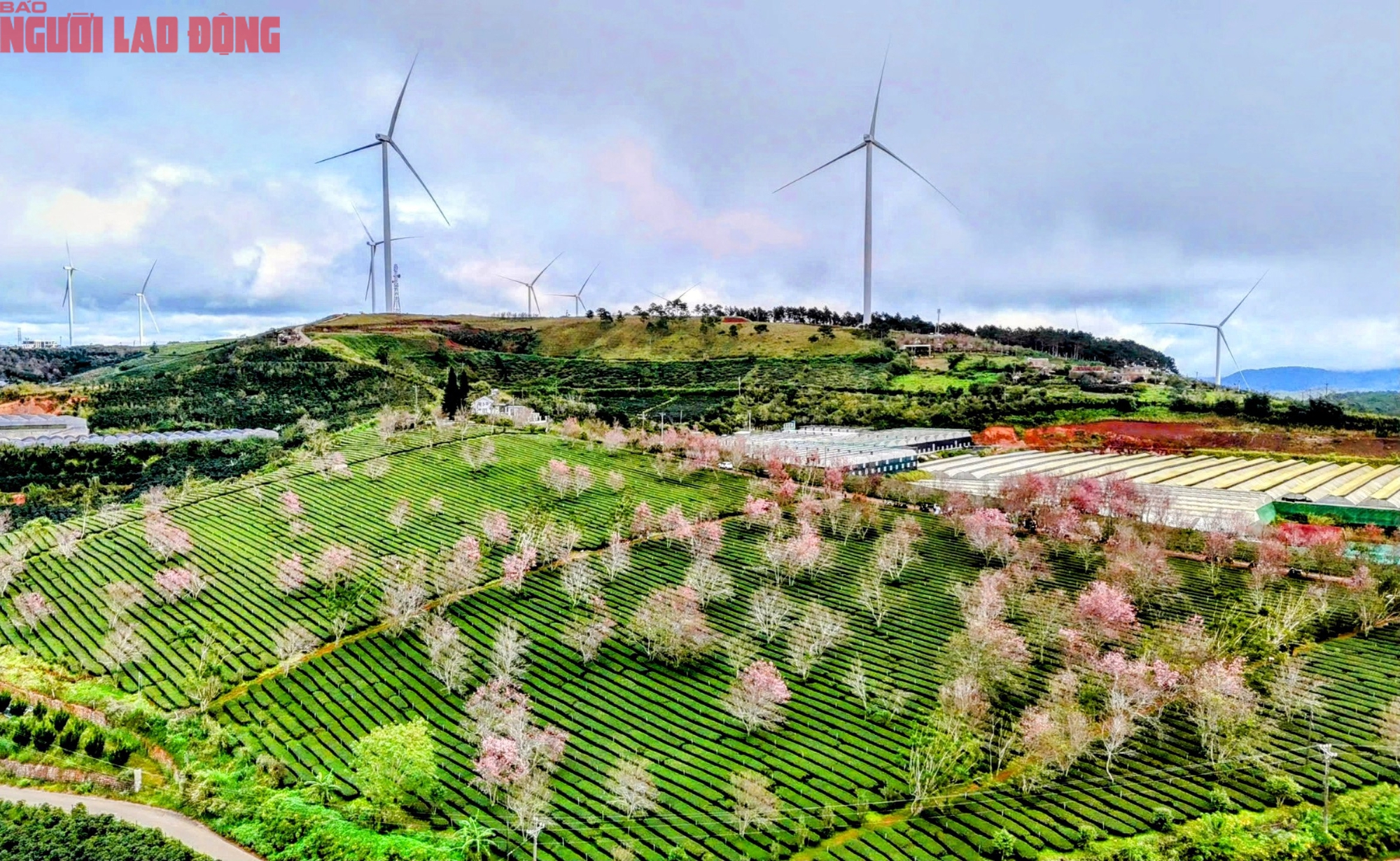 Du kh&aacute;ch chen ch&acirc;n check-in với hoa mai anh đ&agrave;o nở sớm ở Đ&agrave; Lạt - Ảnh 1.