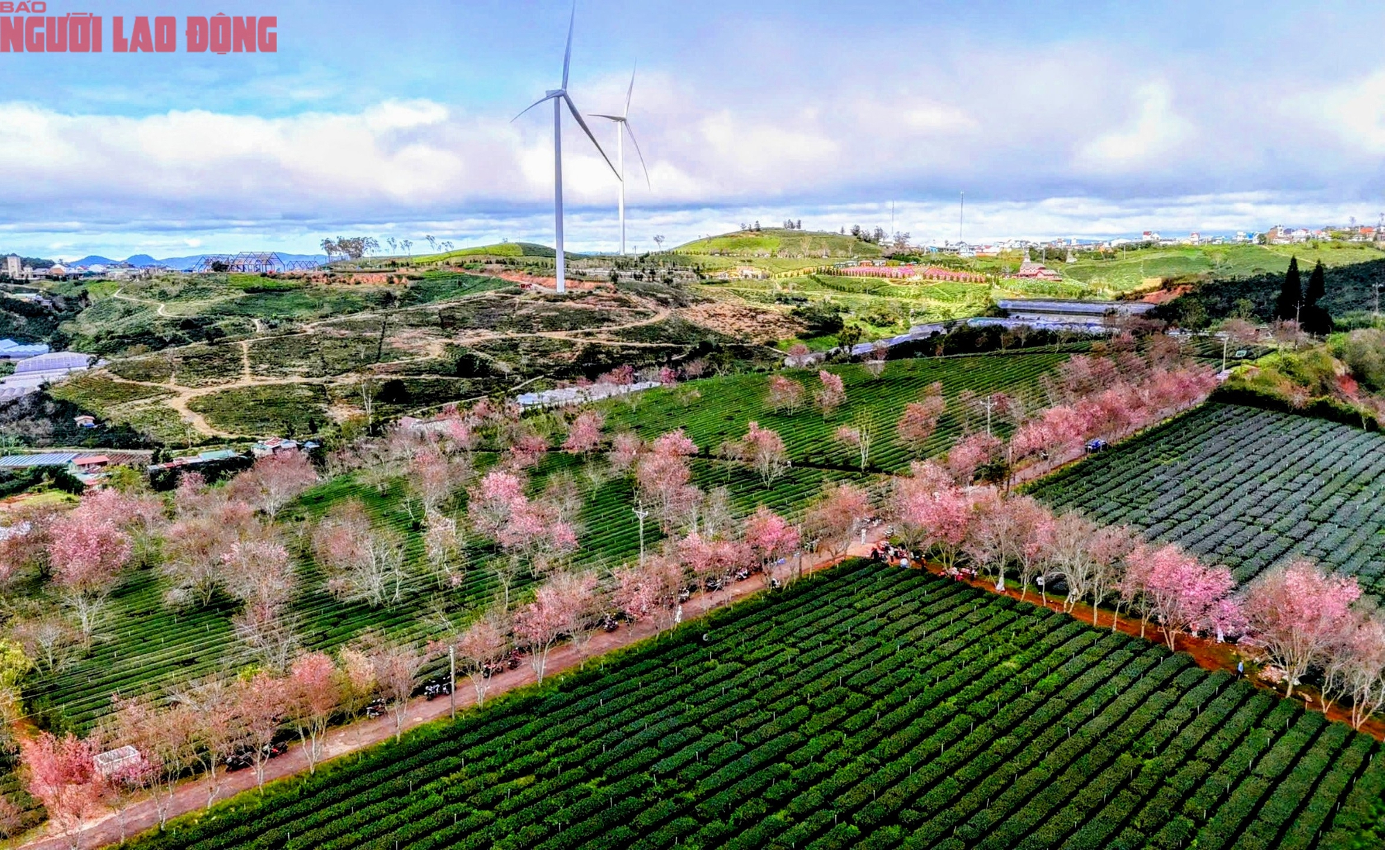 Du kh&aacute;ch chen ch&acirc;n check-in với hoa mai anh đ&agrave;o nở sớm ở Đ&agrave; Lạt - Ảnh 2.