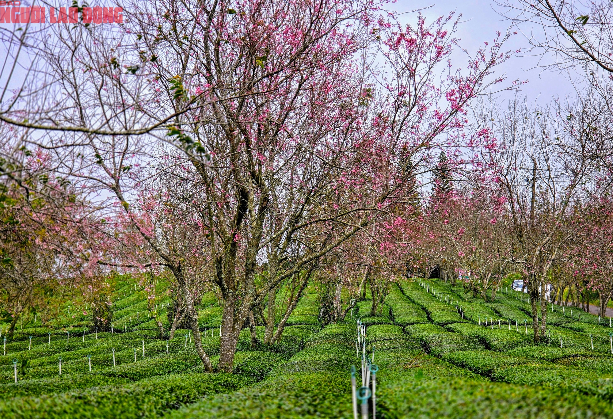 Du kh&aacute;ch chen ch&acirc;n check-in với hoa mai anh đ&agrave;o nở sớm ở Đ&agrave; Lạt - Ảnh 3.