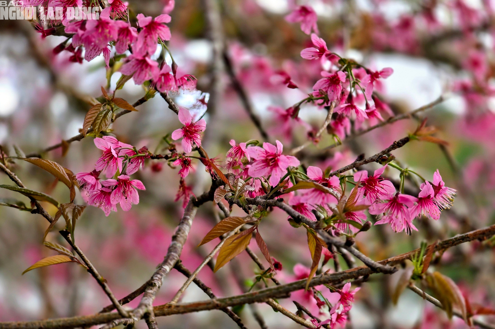 Du kh&aacute;ch chen ch&acirc;n check-in với hoa mai anh đ&agrave;o nở sớm ở Đ&agrave; Lạt - Ảnh 4.