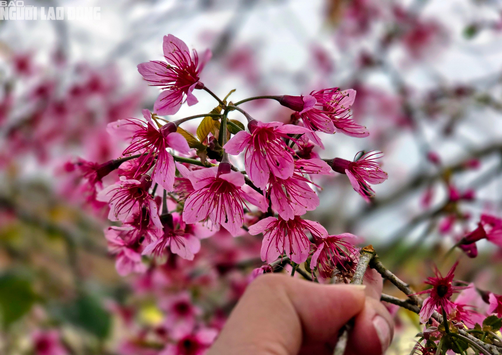 Du kh&aacute;ch chen ch&acirc;n check-in với hoa mai anh đ&agrave;o nở sớm ở Đ&agrave; Lạt - Ảnh 5.