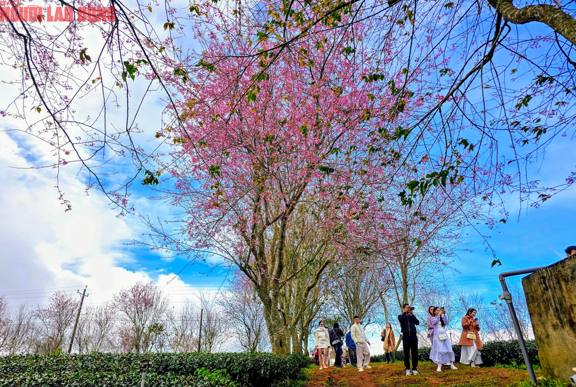Du kh&aacute;ch chen ch&acirc;n check-in với hoa mai anh đ&agrave;o nở sớm ở Đ&agrave; Lạt - Ảnh 7.