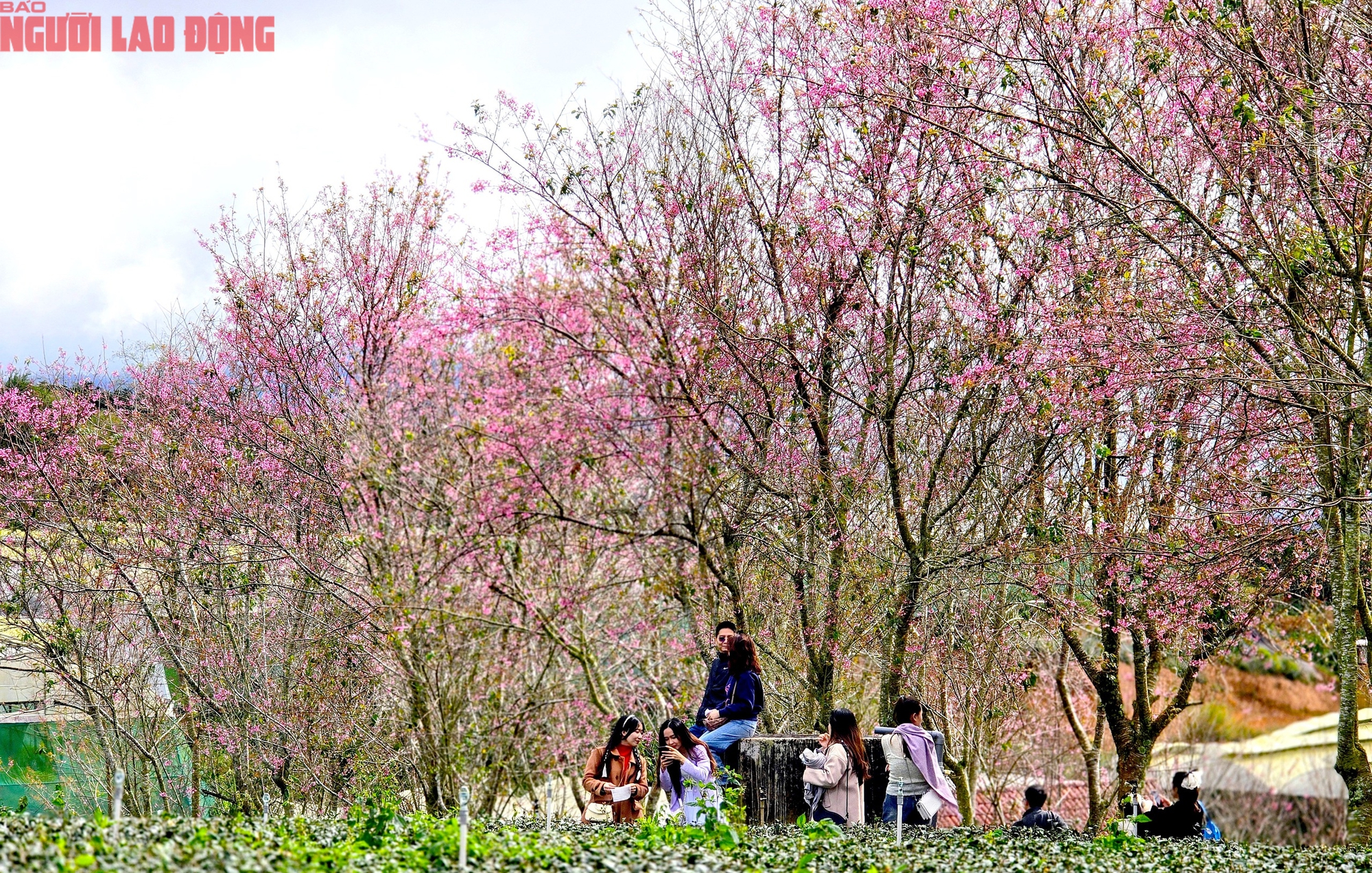 Du kh&aacute;ch chen ch&acirc;n check-in với hoa mai anh đ&agrave;o nở sớm ở Đ&agrave; Lạt - Ảnh 8.