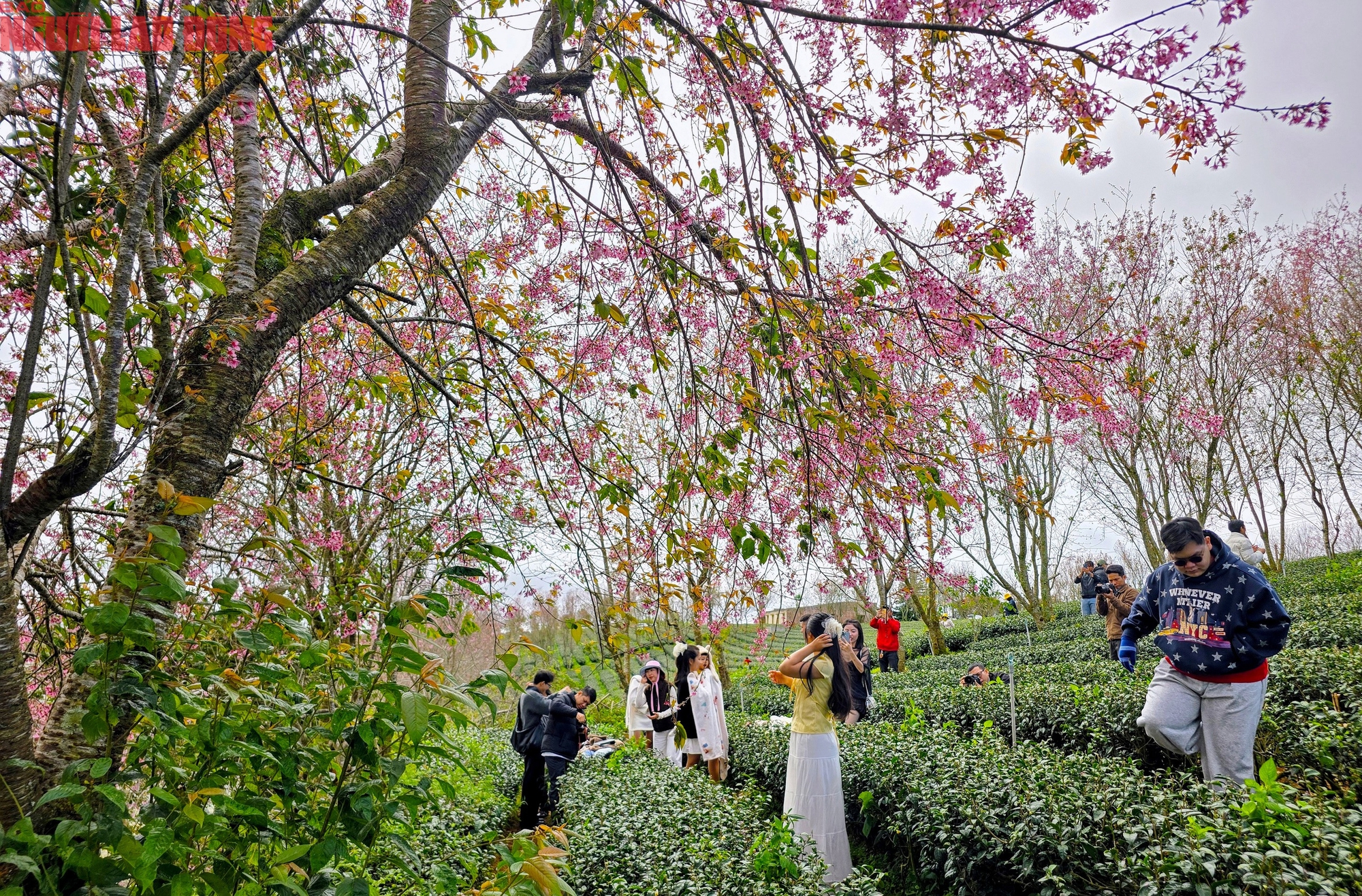 Du kh&aacute;ch chen ch&acirc;n check-in với hoa mai anh đ&agrave;o nở sớm ở Đ&agrave; Lạt - Ảnh 10.