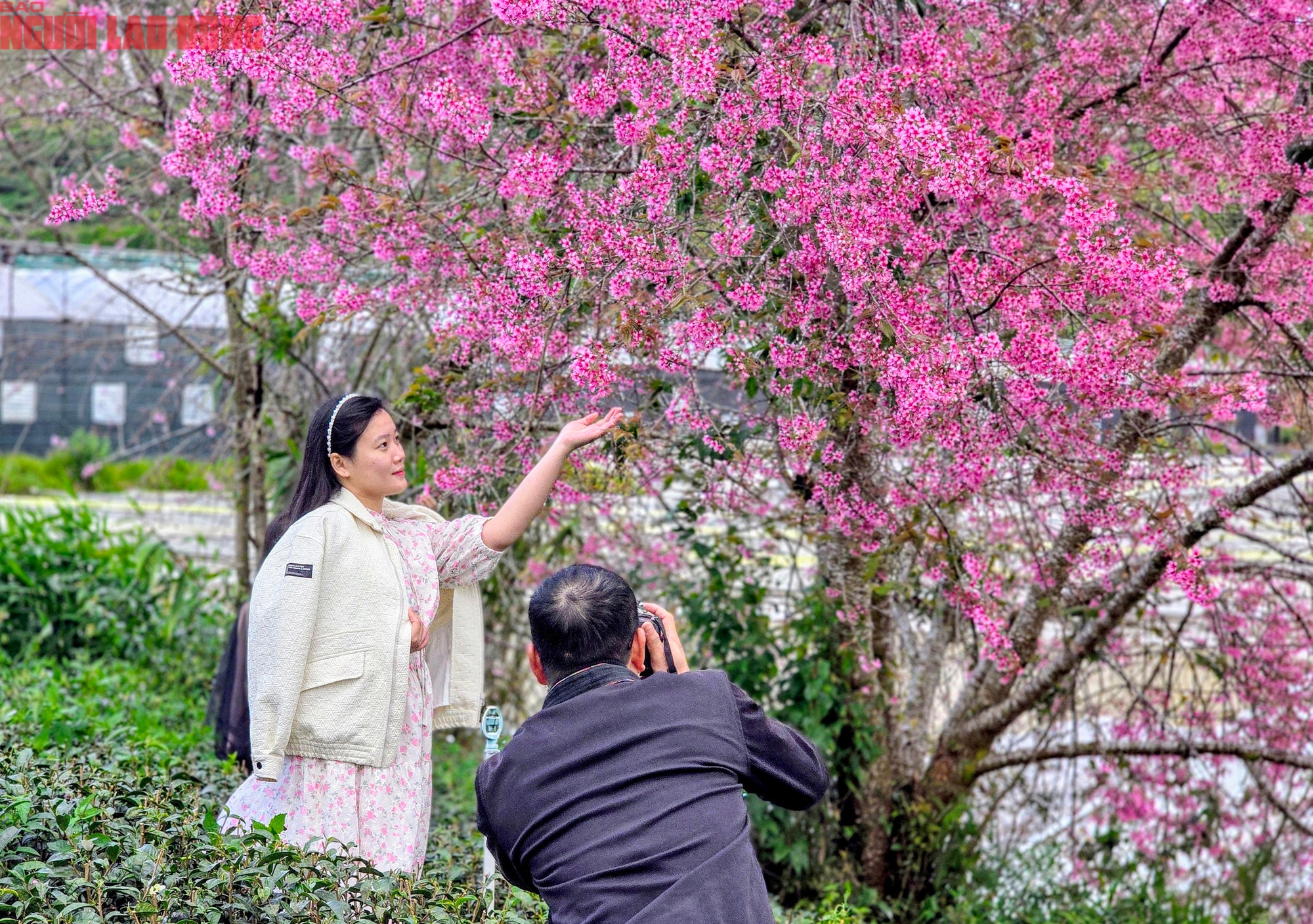 Du kh&aacute;ch chen ch&acirc;n check-in với hoa mai anh đ&agrave;o nở sớm ở Đ&agrave; Lạt - Ảnh 11.