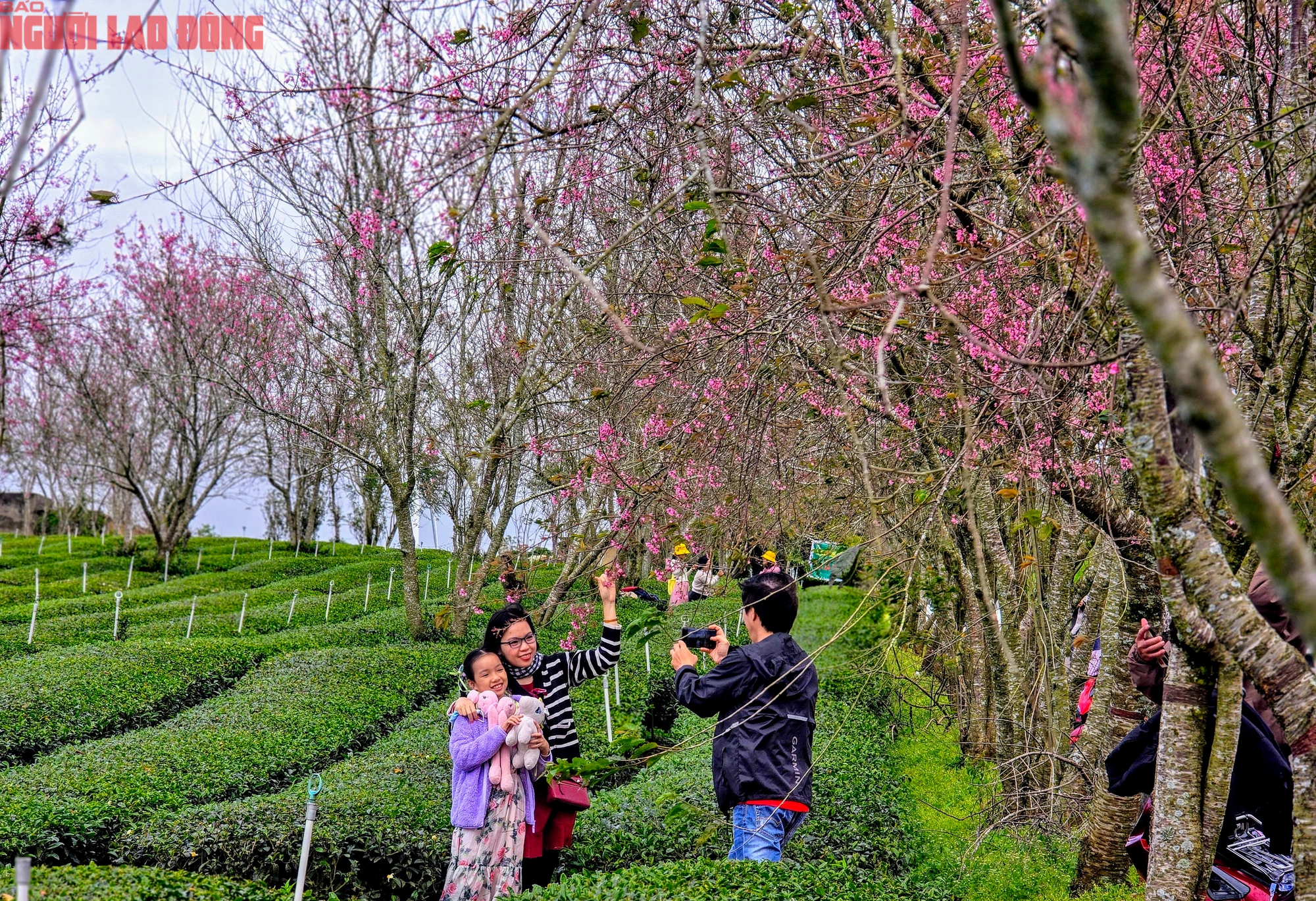 Du kh&aacute;ch chen ch&acirc;n check-in với hoa mai anh đ&agrave;o nở sớm ở Đ&agrave; Lạt - Ảnh 12.