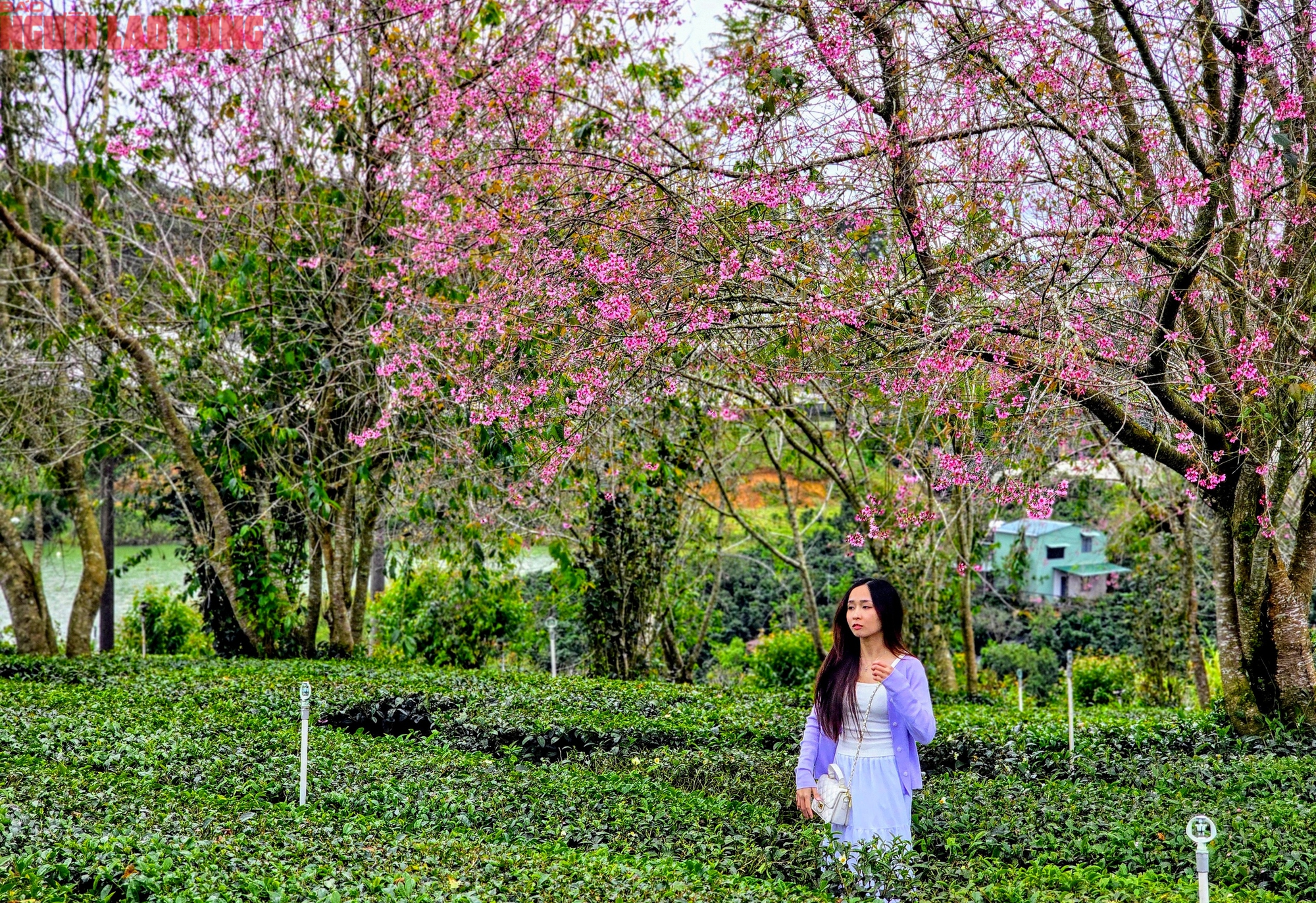 Du kh&aacute;ch chen ch&acirc;n check-in với hoa mai anh đ&agrave;o nở sớm ở Đ&agrave; Lạt - Ảnh 13.