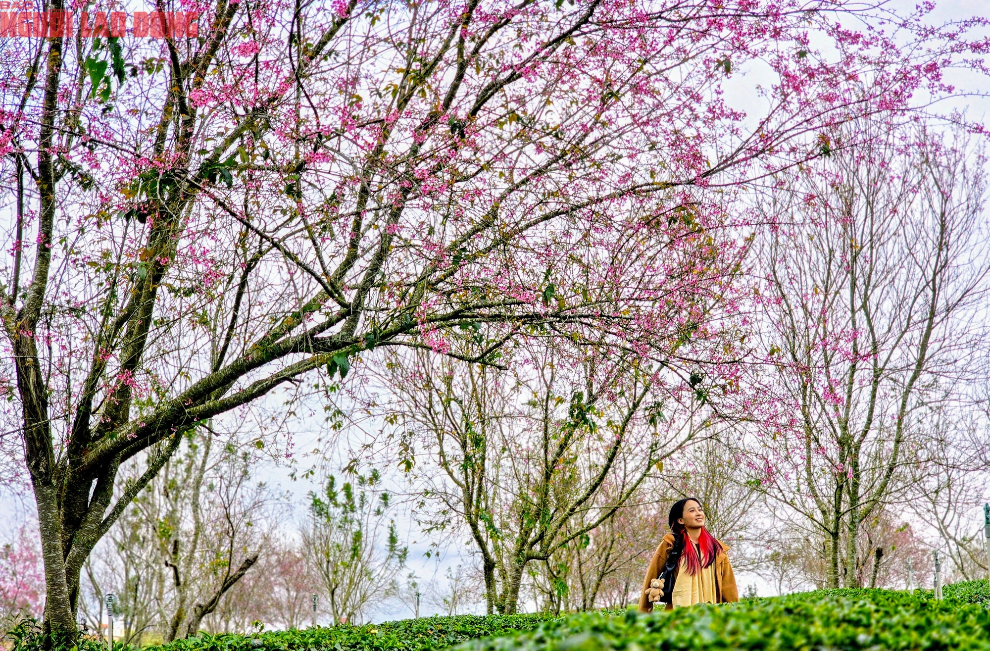 Du kh&aacute;ch chen ch&acirc;n check-in với hoa mai anh đ&agrave;o nở sớm ở Đ&agrave; Lạt - Ảnh 14.