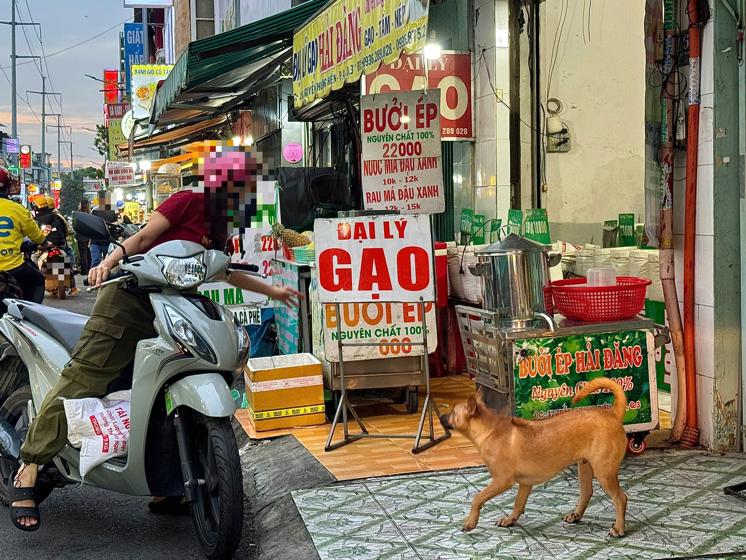 Ch&oacute; thả r&ocirc;ng vẫn ung dung tr&ecirc;n nhiều tuyến đường sau khi &aacute;p dụng Nghị định 282/2025/NĐ-CP - Ảnh 16.