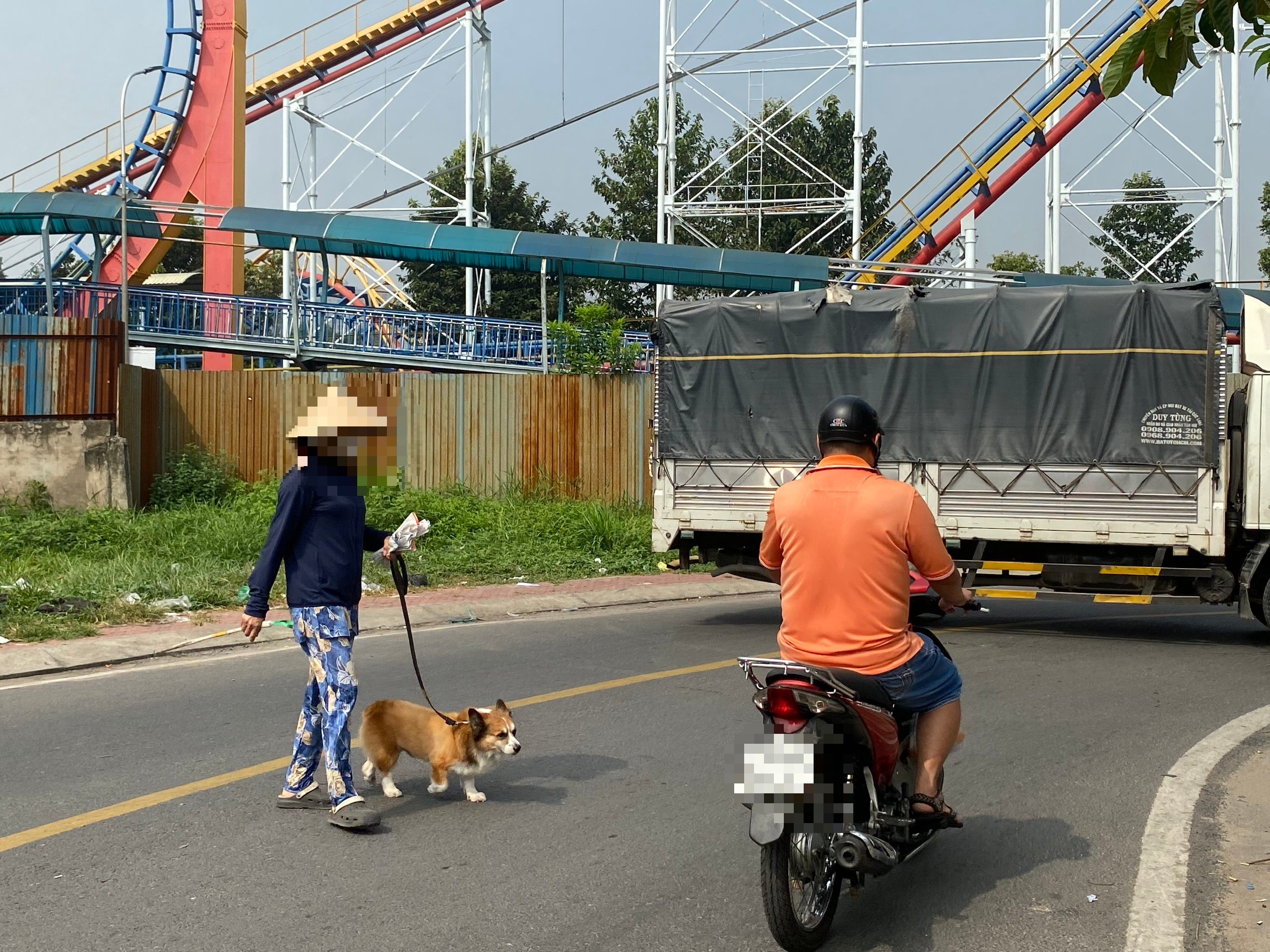 Ch&oacute; thả r&ocirc;ng vẫn ung dung tr&ecirc;n nhiều tuyến đường sau khi &aacute;p dụng Nghị định 282/2025/NĐ-CP - Ảnh 1.