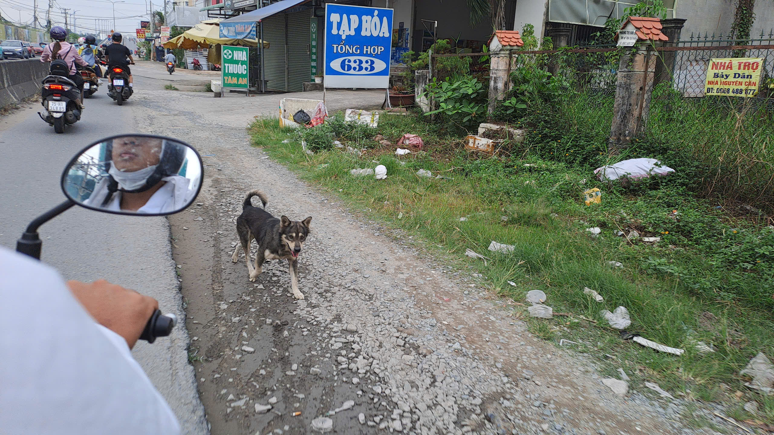 Chó thả rông vẫn ung dung trên nhiều tuyến đường sau khi áp dụng Nghị định 282/2025/NĐ-CP - Ảnh 4.